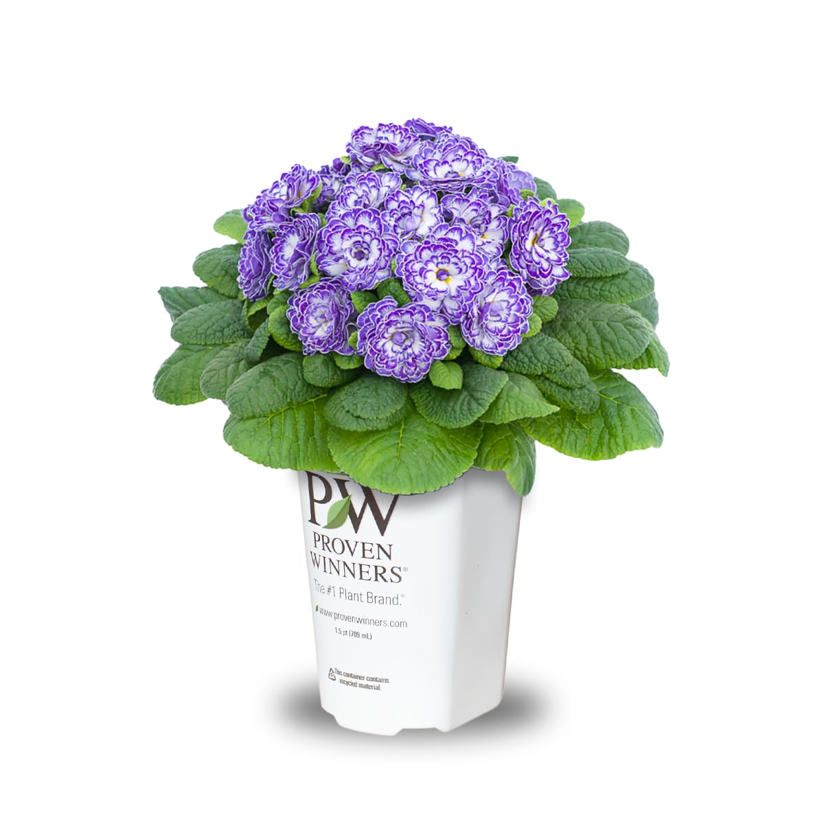 Proven Winner 272863 Blue "Blue Ripples" Primrose Plant in 2 -Quart Pot 1 -Pack