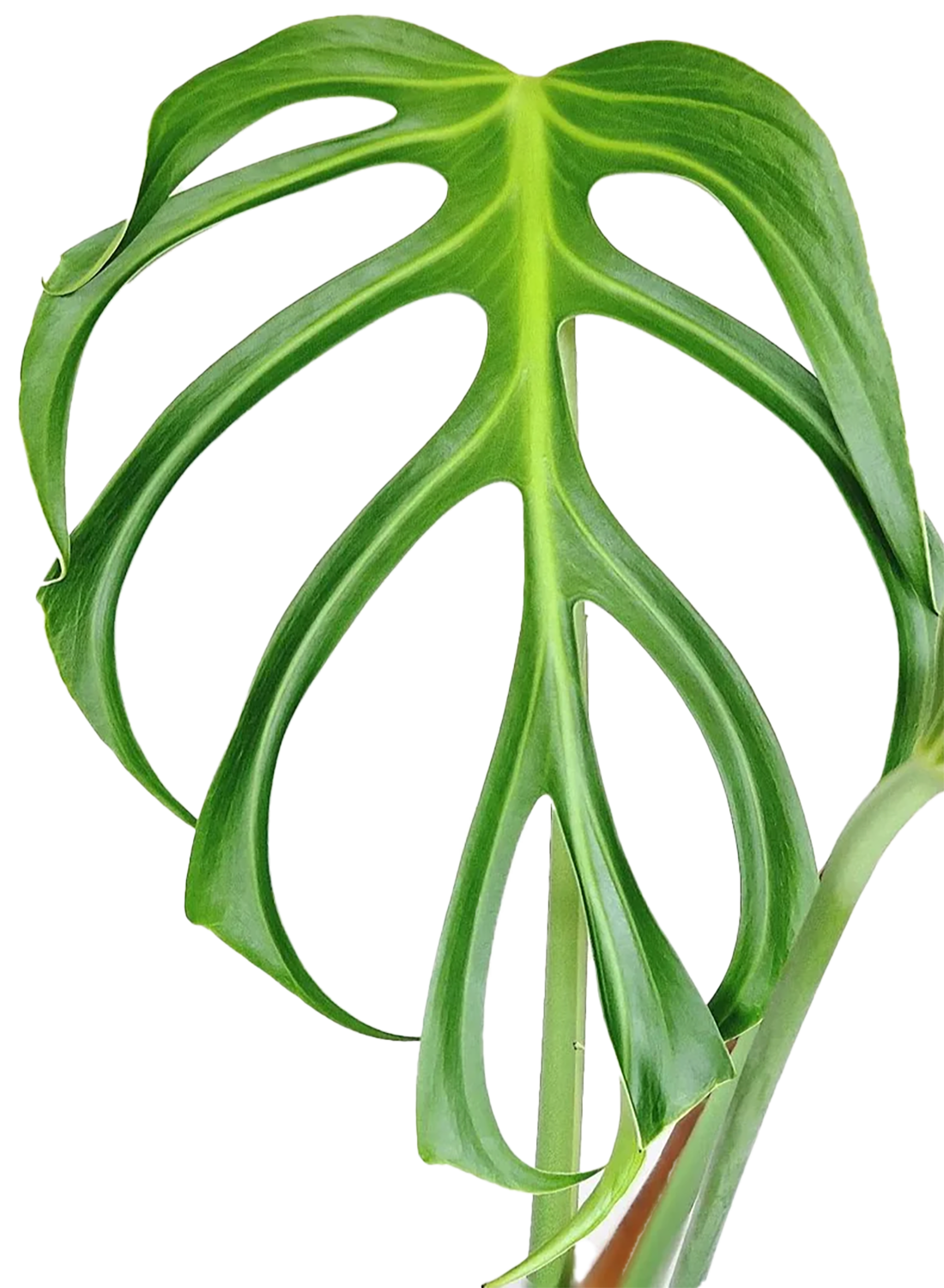Costa Farms 6022511 Trending Tropicals Monstera House plant in 1.4 Quart(s) Self-watering pot 1 -Pack