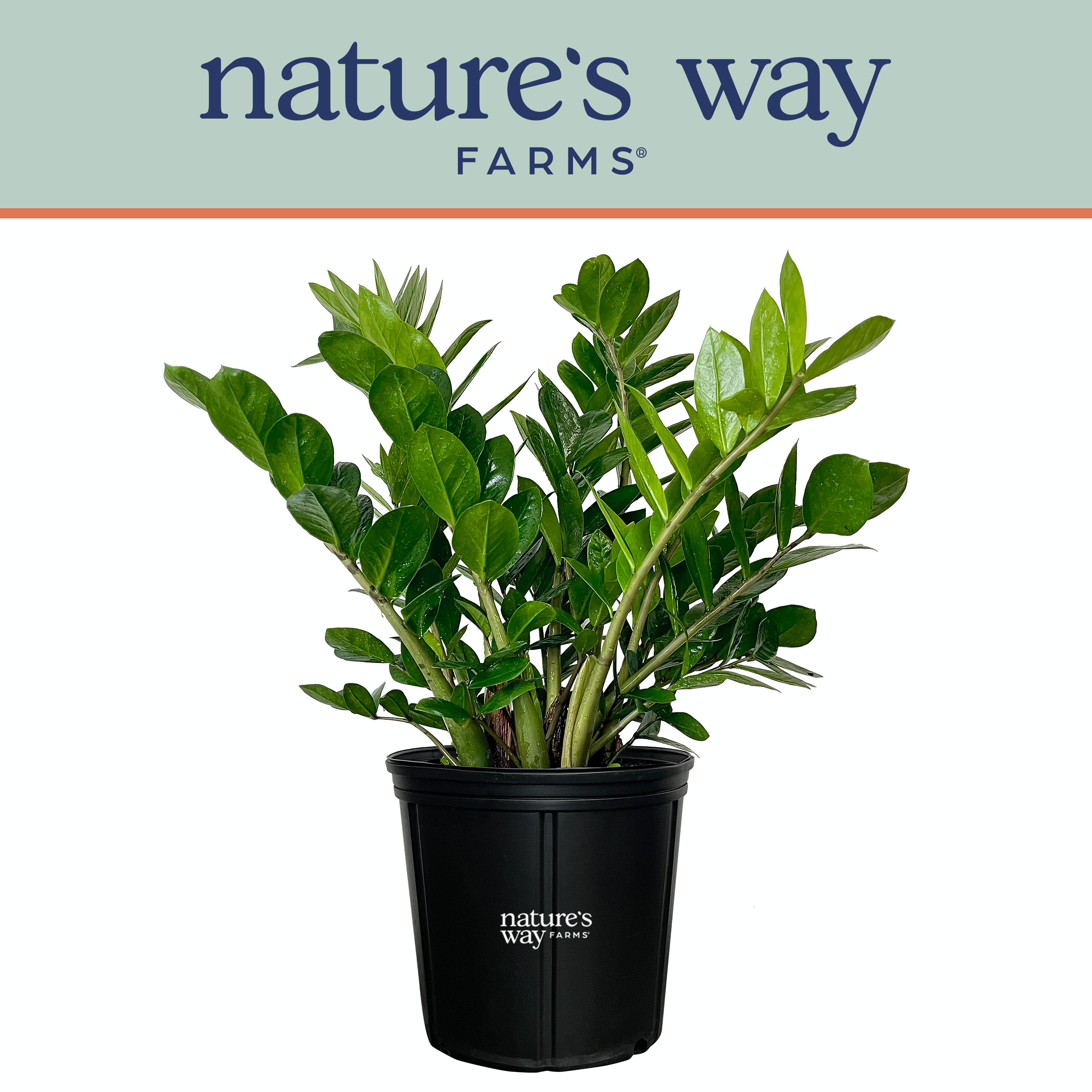  2996 Nature's Way Farms ZZ Plant Live Plant in 4# Pot
