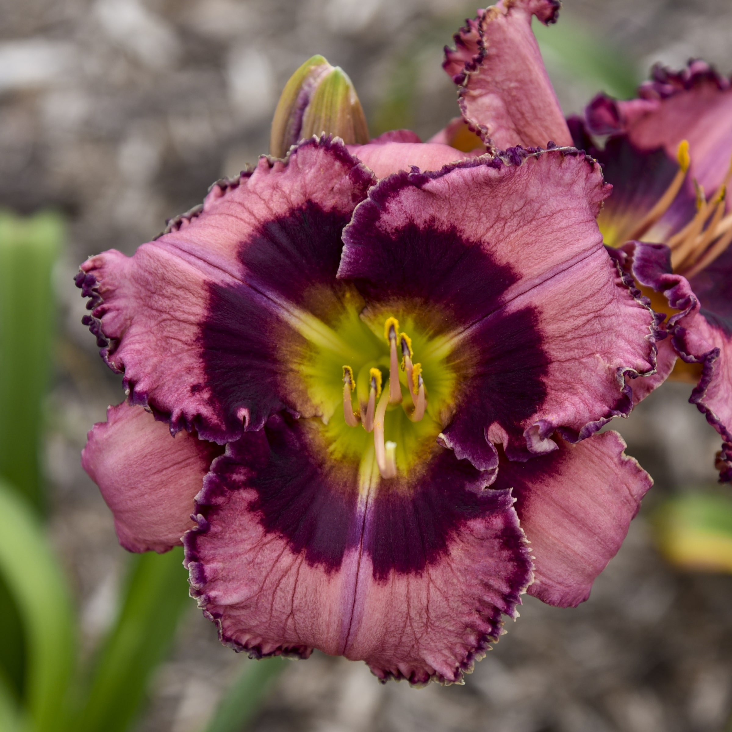 National Plant Network LW1713 Multicolor Daylily Plant in 2 -Pack Bareroot 2 -Pack