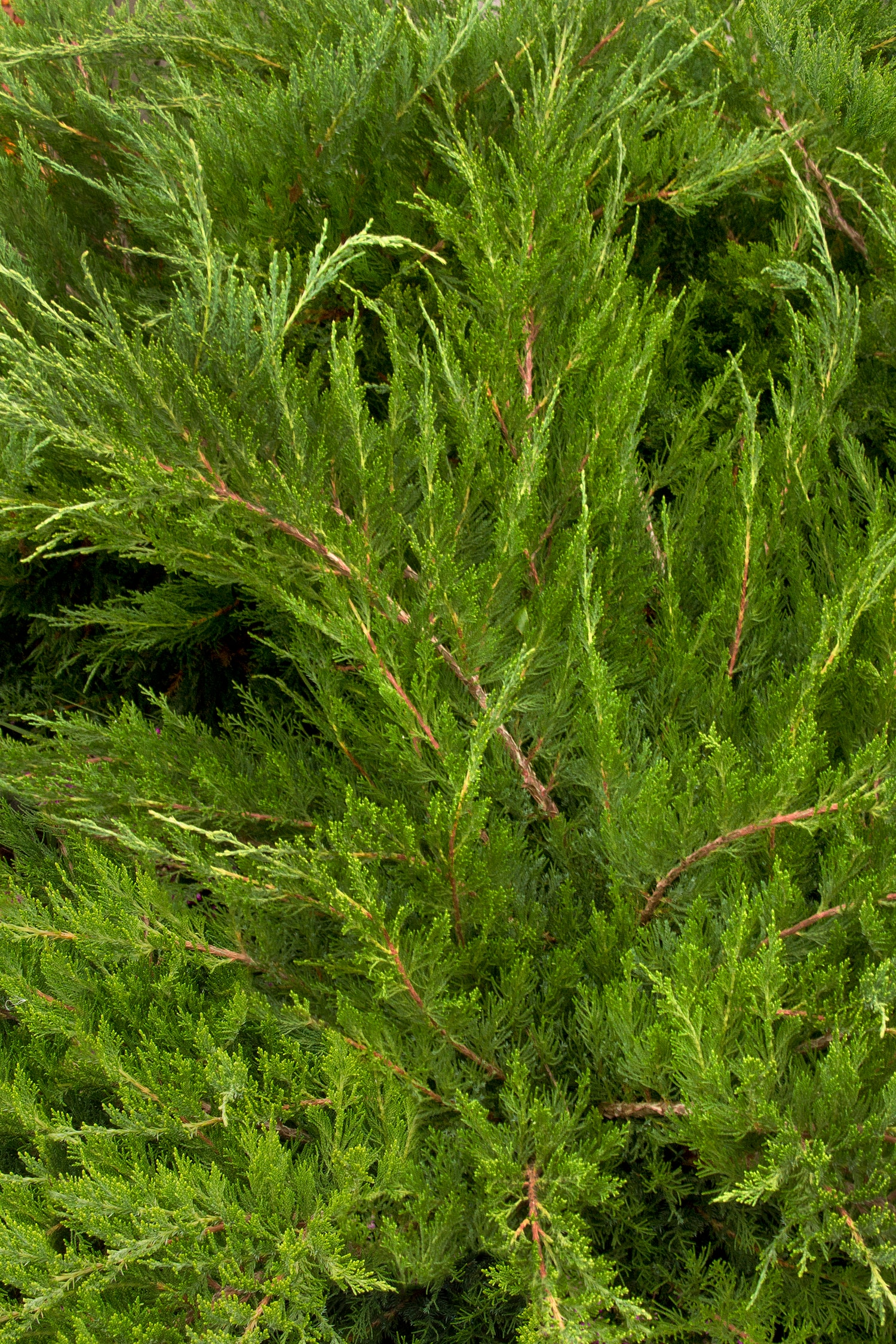 Monrovia KT10504800000100000 shrubs - View #2
