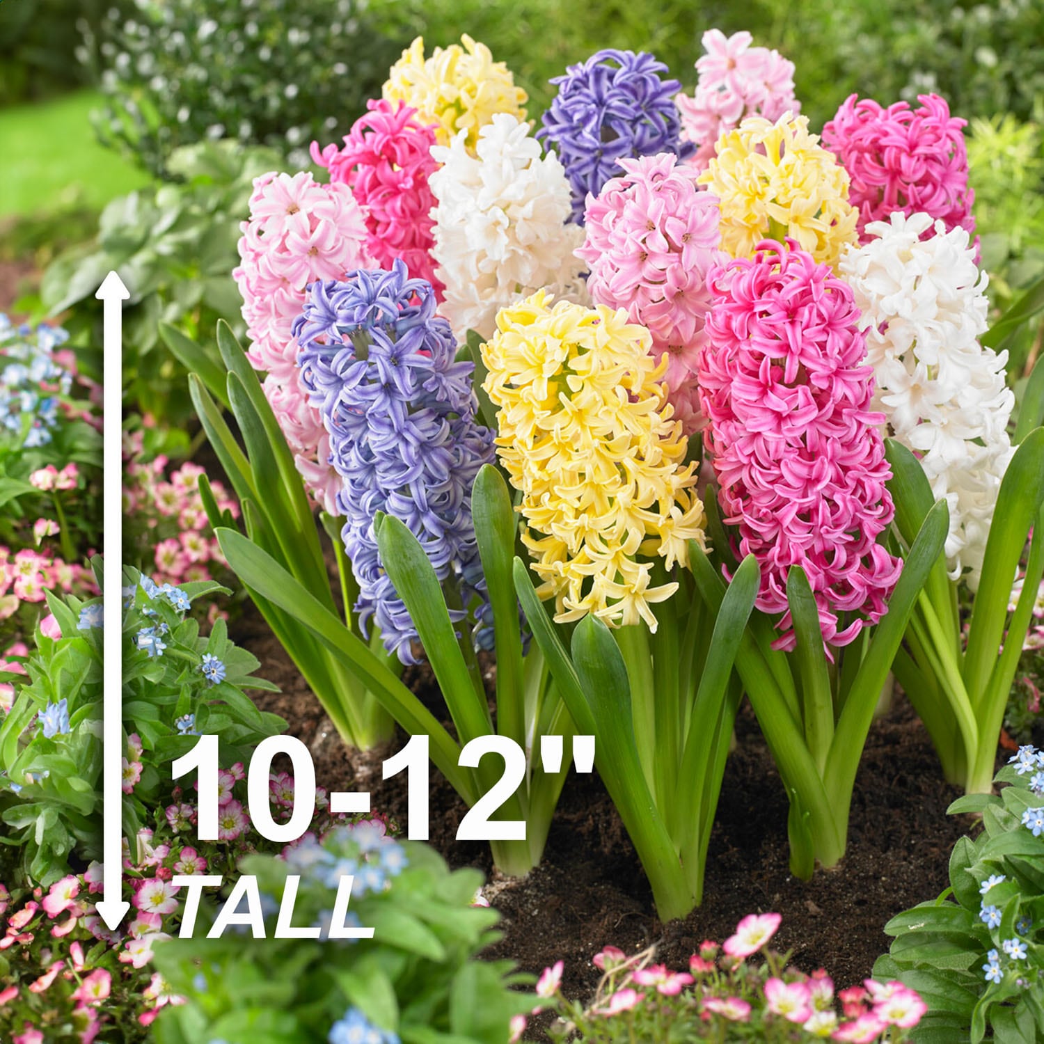 Garden State Bulb ECF-153-25-01 Plant-Bulbs - View #3
