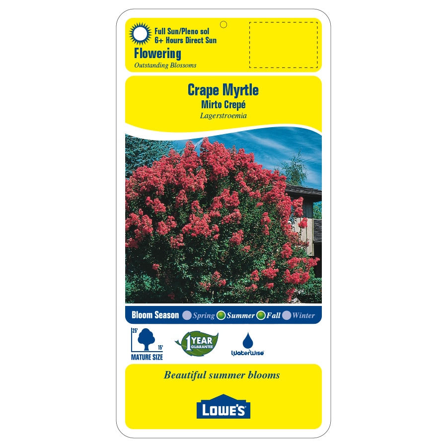 Crepe myrtle deals at lowes