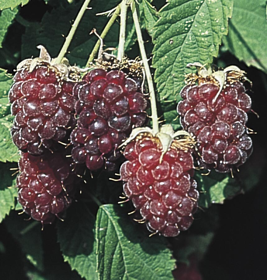  NURSERY Black Raspberry