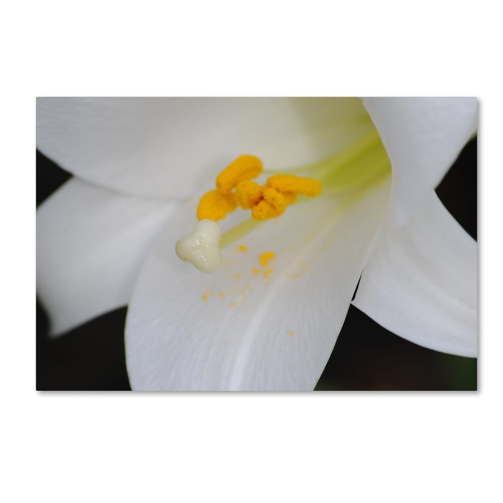 Trademark Fine Art MF162-C1219GG Framed 12-in H x 19-in W Botanical Print on Canvas