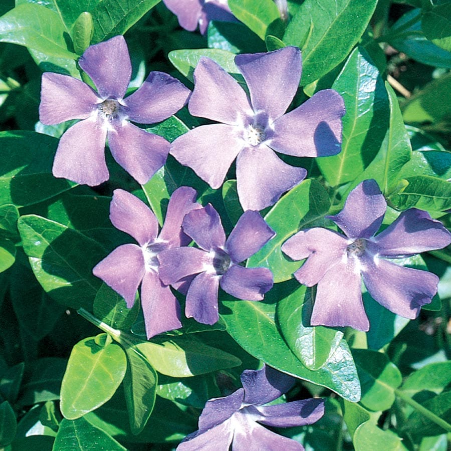 Lowe's 2.5QTVINCAP Purple Periwinkle Plant in 2.5 -Quart Pot