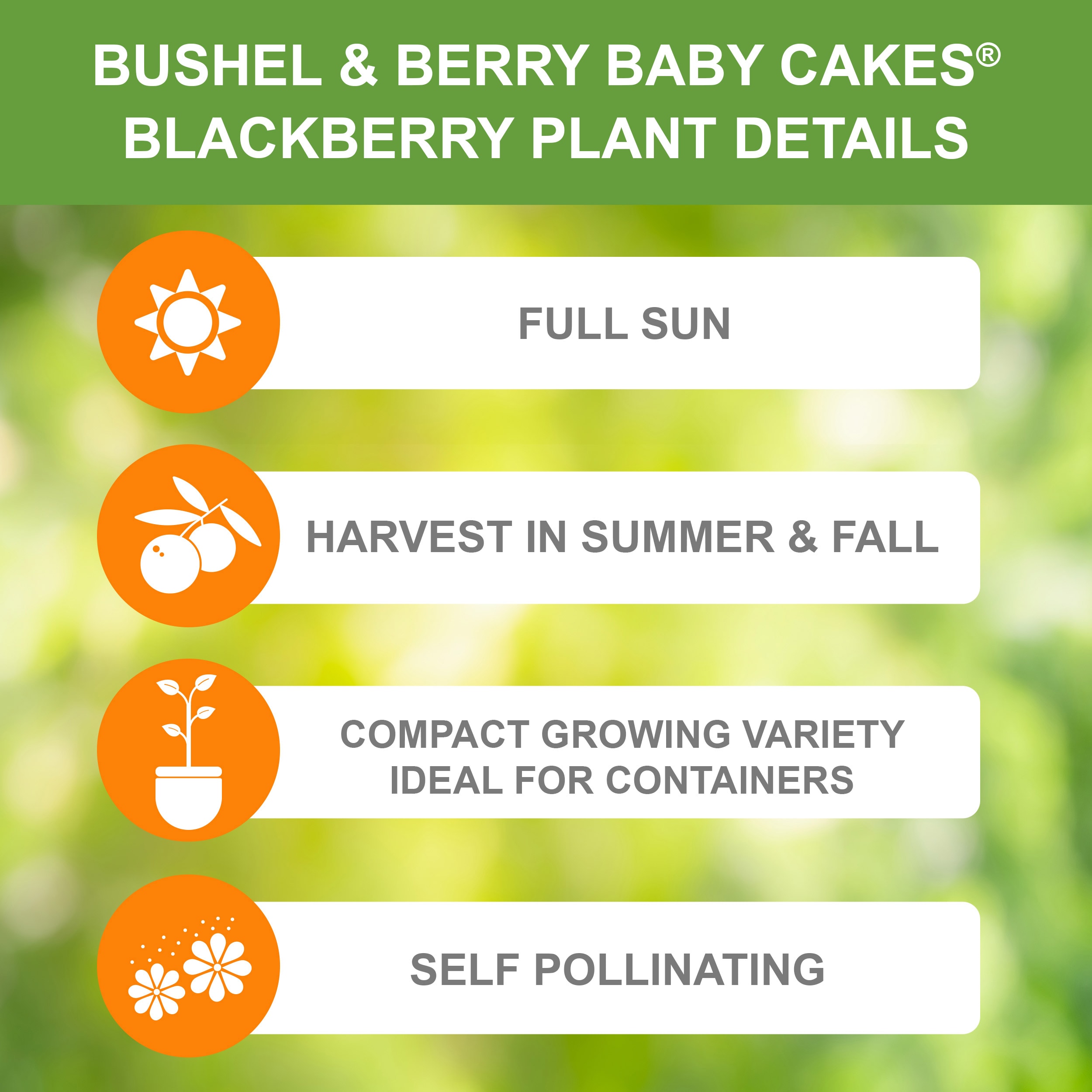 Bushel and Berry ECS-43-02-02 Fruit-Plants - View #3