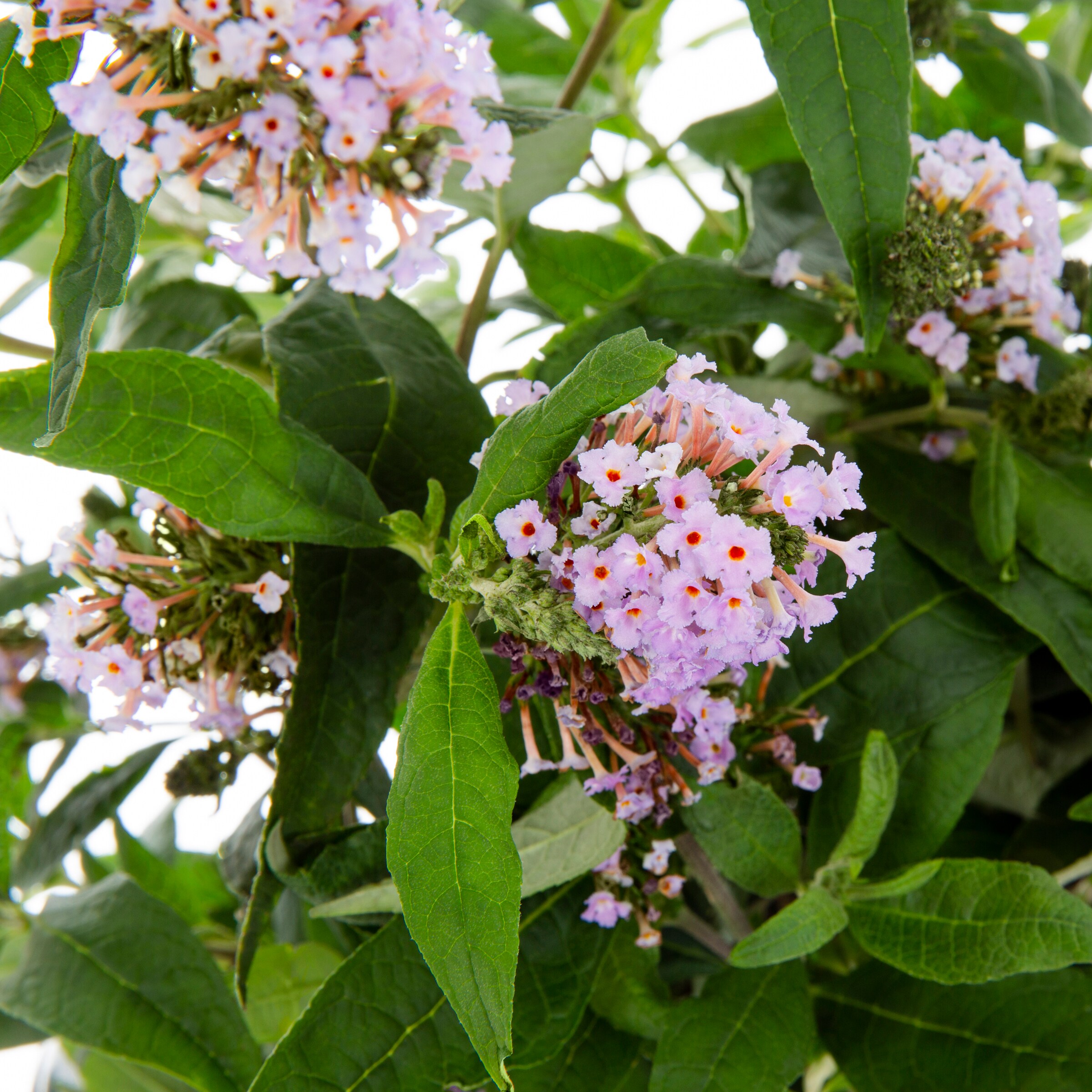 Proven Winners NURSERY shrubs - View #2