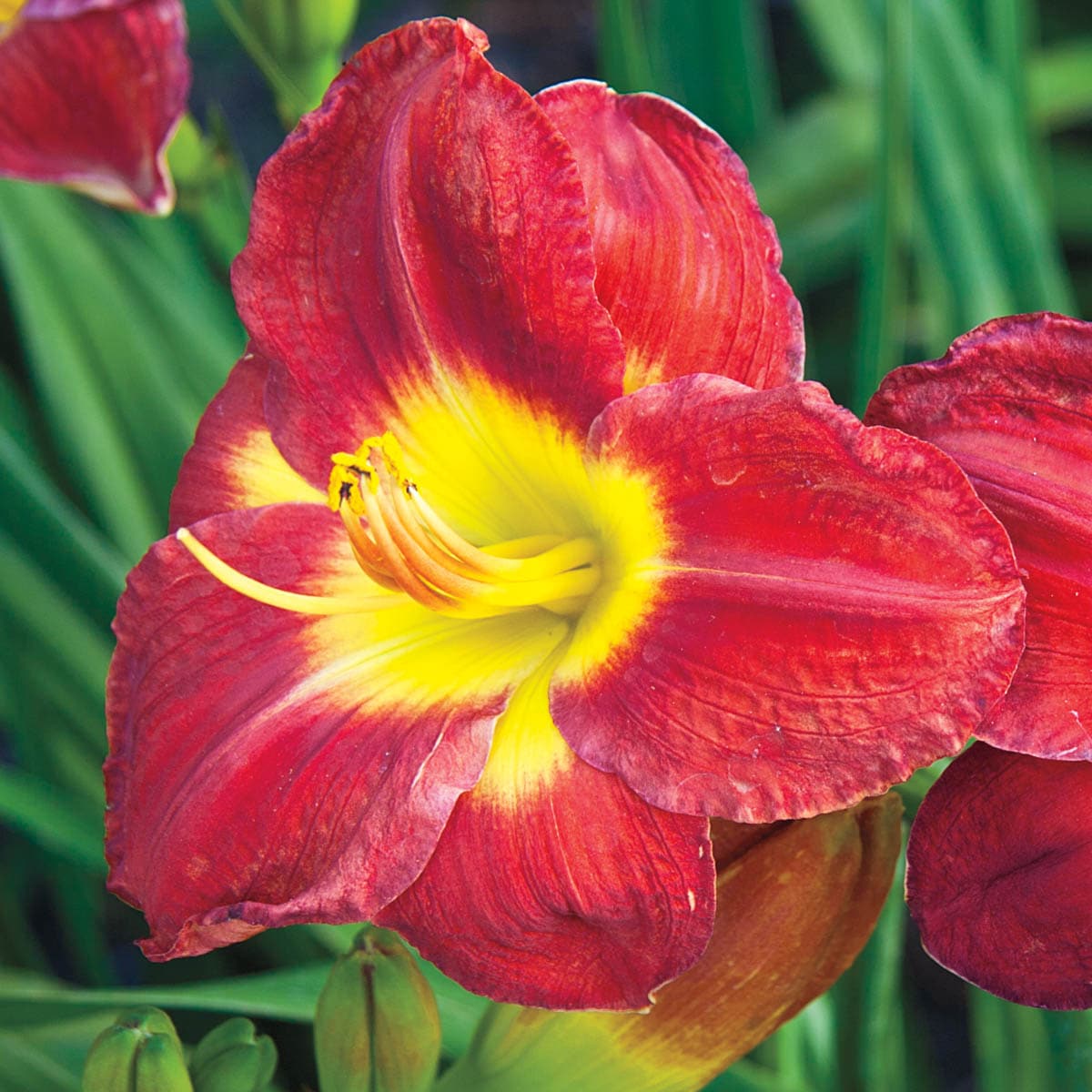 Direct Gardening 97403 perennials - View #2