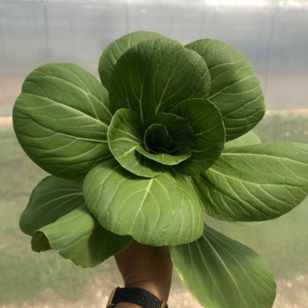 Lettuce Grow SO-SV-6-7174351 Vegetable-Plants - View #10