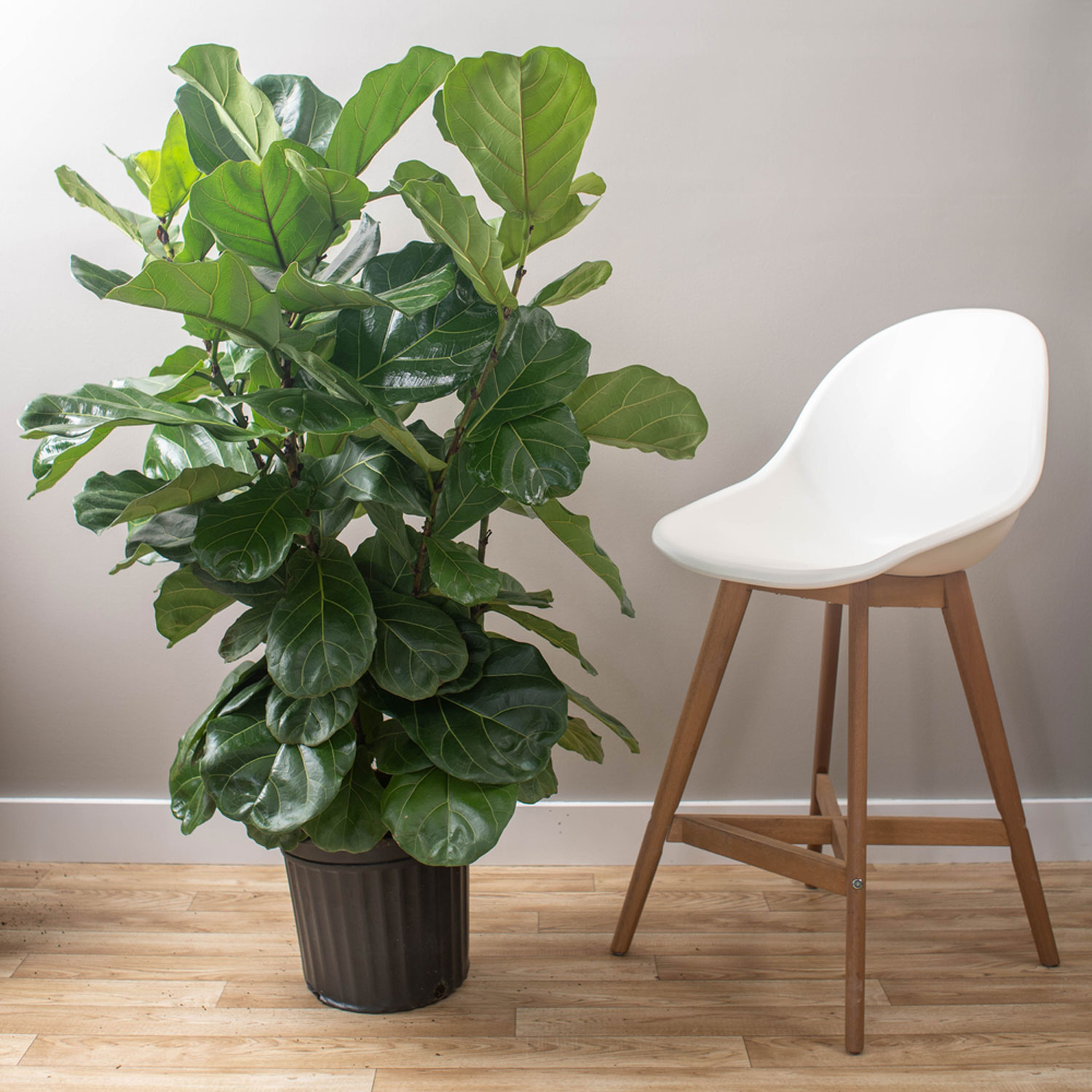 Costa Farms Fiddle Leaf Fig Tree House Plant In 12-in Pot In The House 