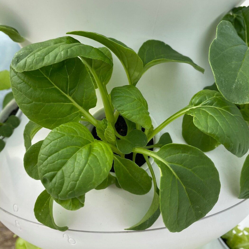 Lettuce Grow SO-SV-6-7174351 Vegetable-Plants - View #9