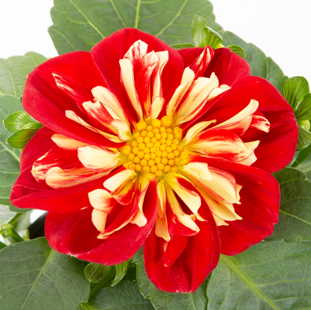 Monrovia 4817 annuals - View #2