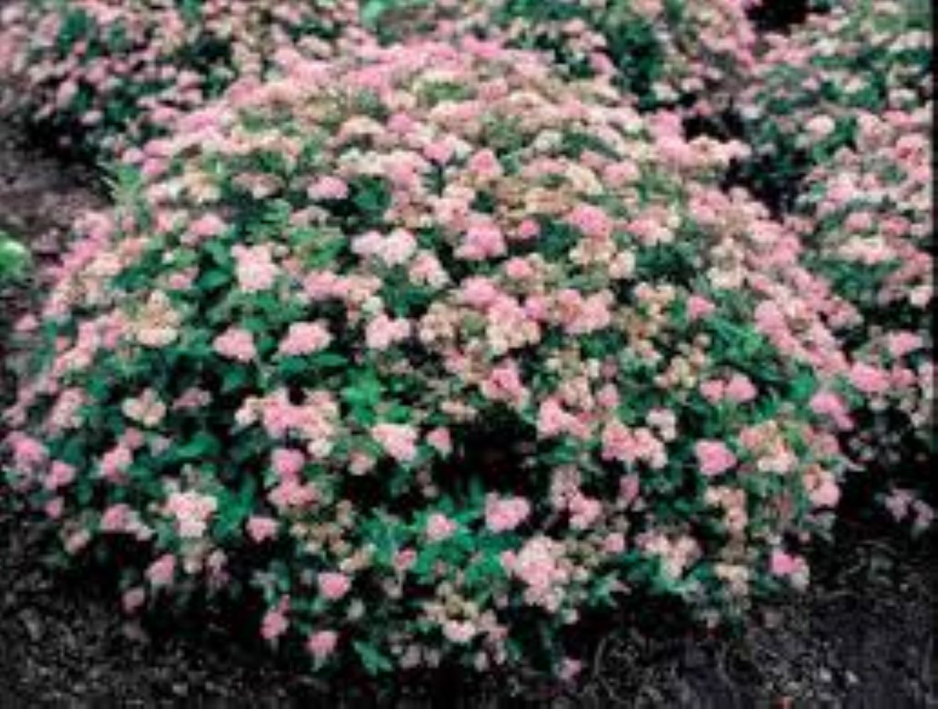 Lowe's NURSERY shrubs - View #3