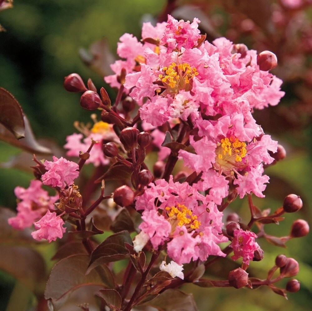 Lowe's NURSERY -Gallon Pink Flowering Delta Jazz#8482 Crape Myrtle In pot (with soil)