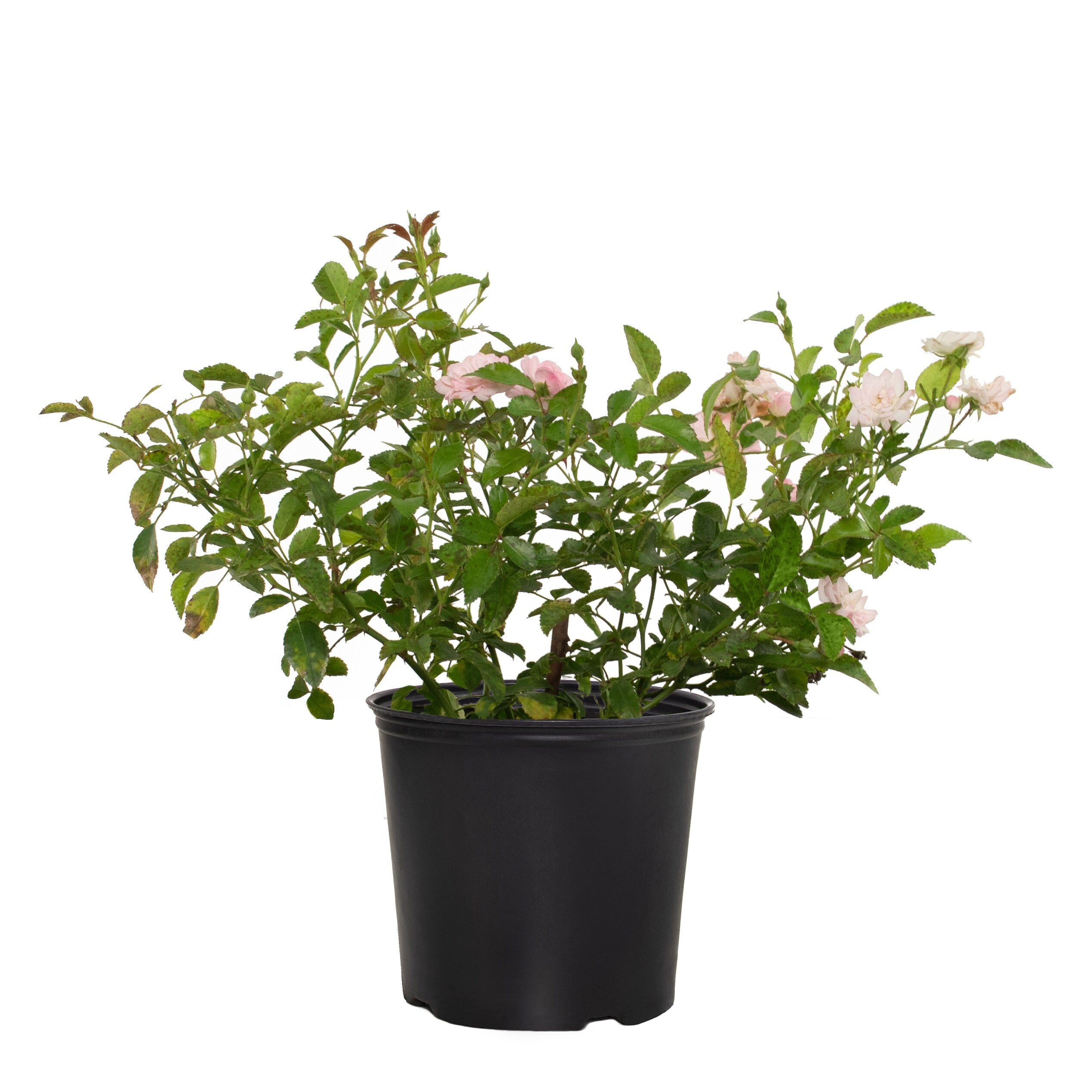 National Plant Network LW1285 Multicolor Rose 2 -Gallon 1 -Pack in Pot