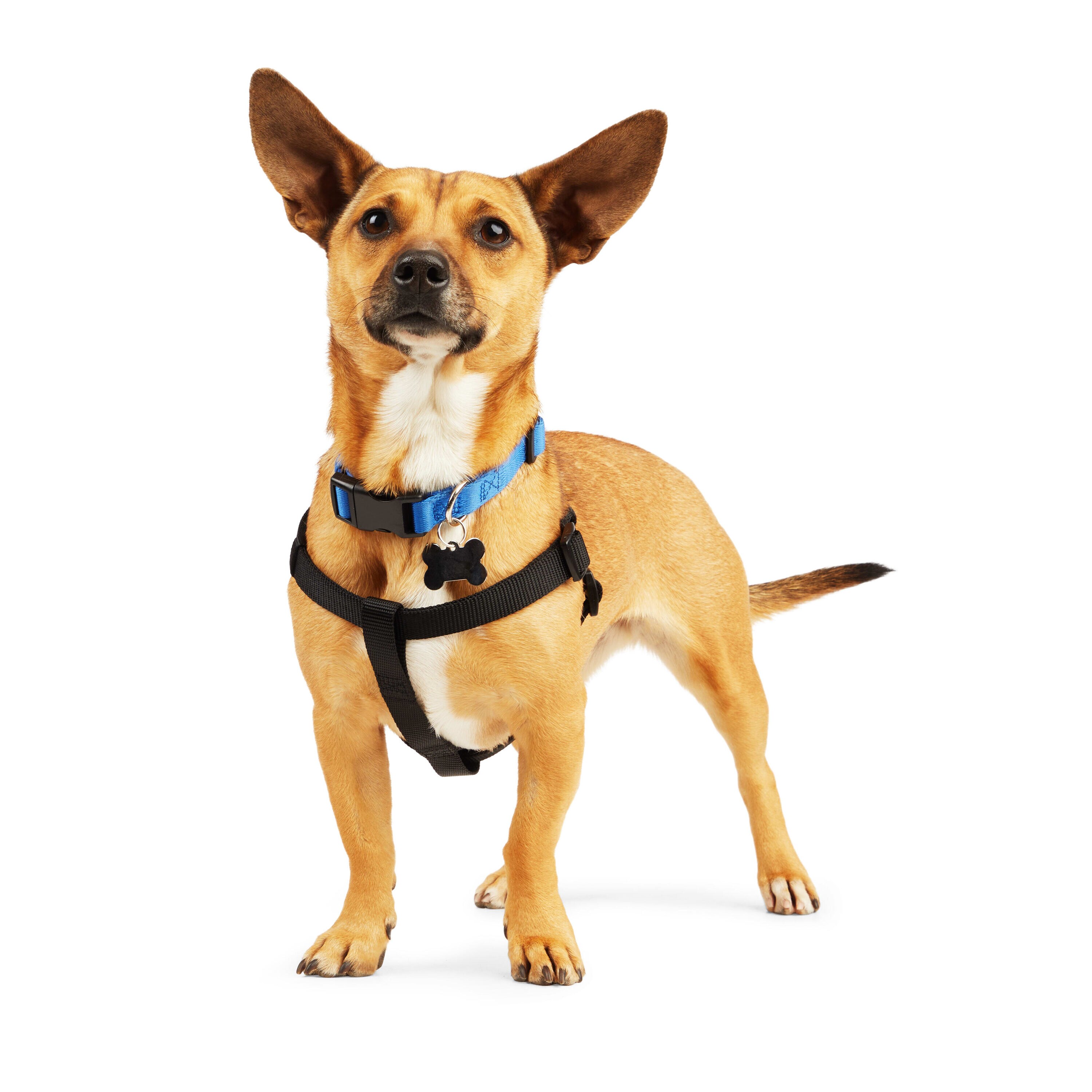 Youly 3709971 Dog-Collars-Harnesses - View #2
