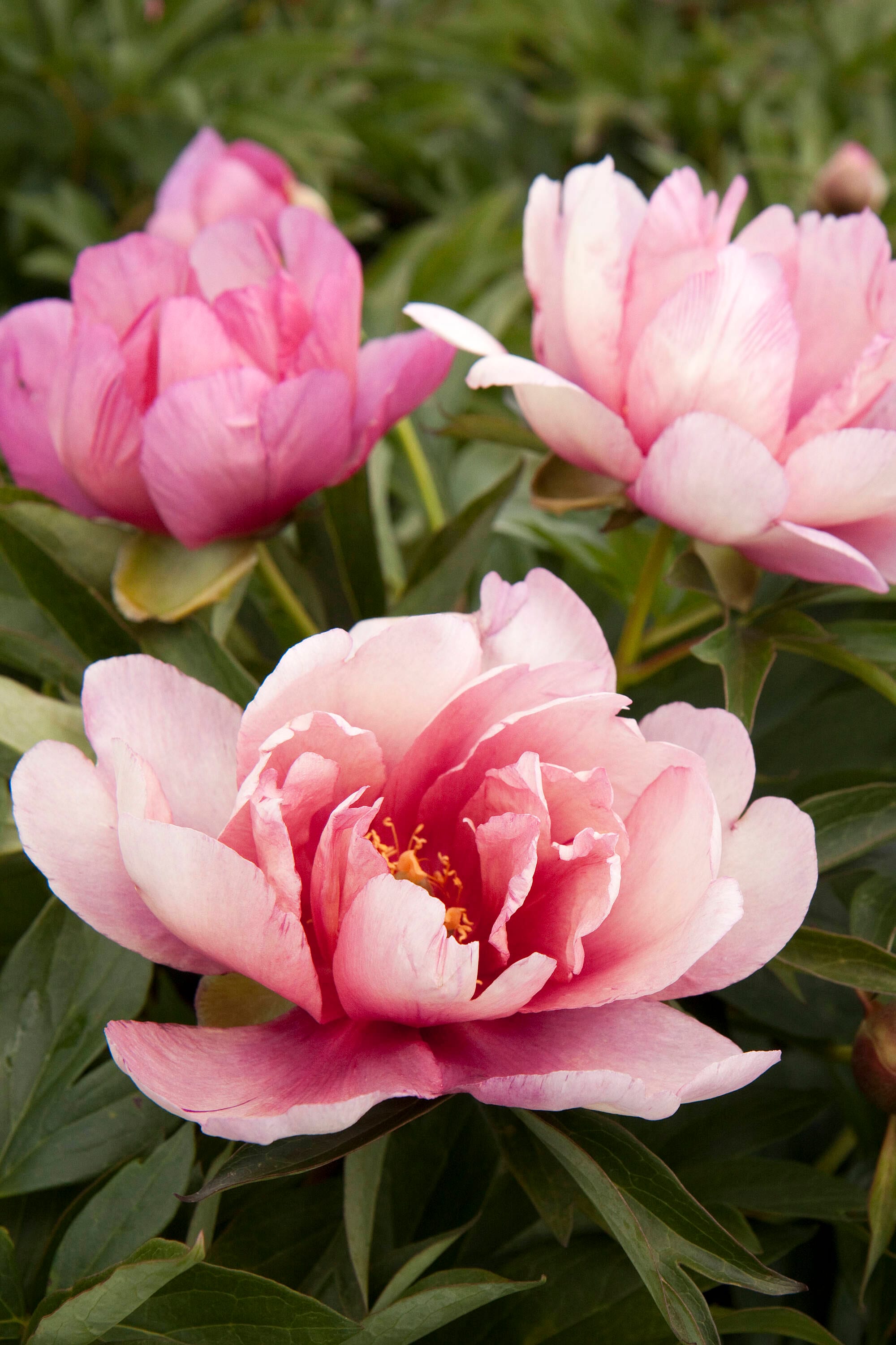Monrovia Pink Keiko (Adored) Itoh Peony Plant in 3.58-Gallon