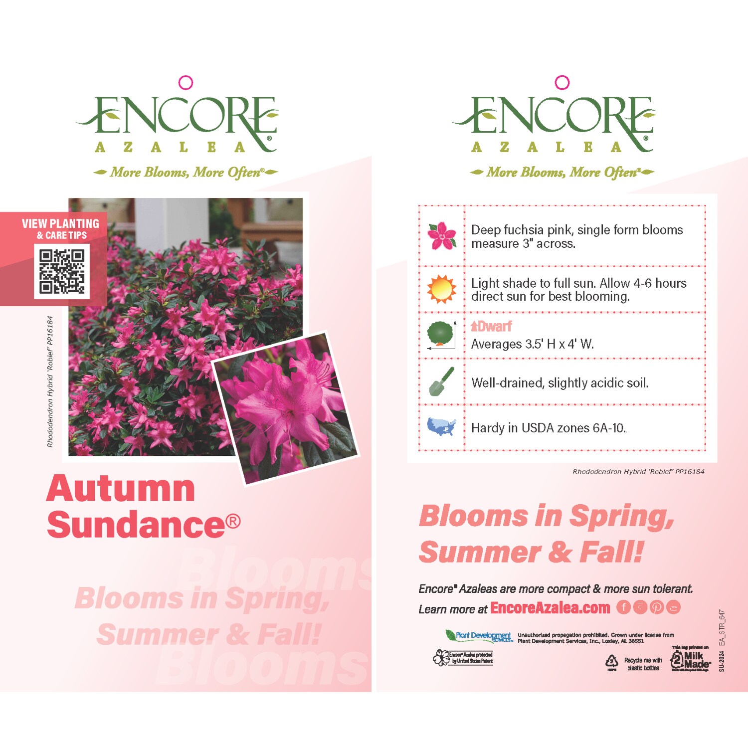 Encore Azalea 80421-1 shrubs - View #11