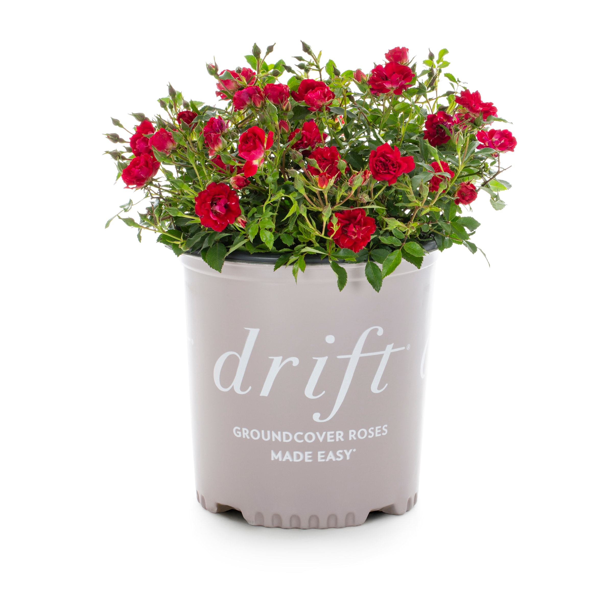 Metrolina Greenhouses 5299 Rose Flowering Shrub in 2 -Gallon Pot 1.0 -Pack with Red Blooms