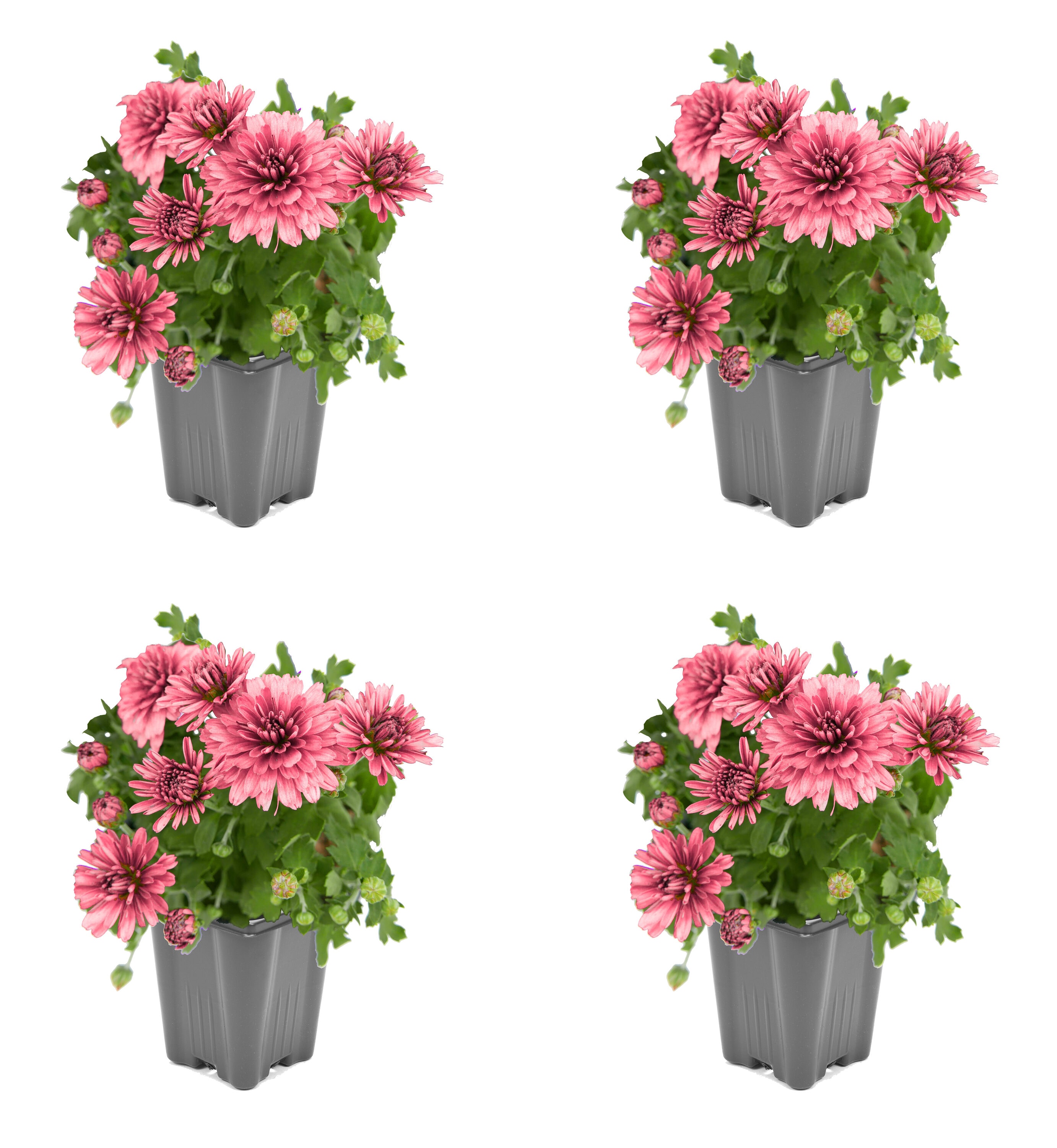  1560 Pink Mum in 1 Pint Pot