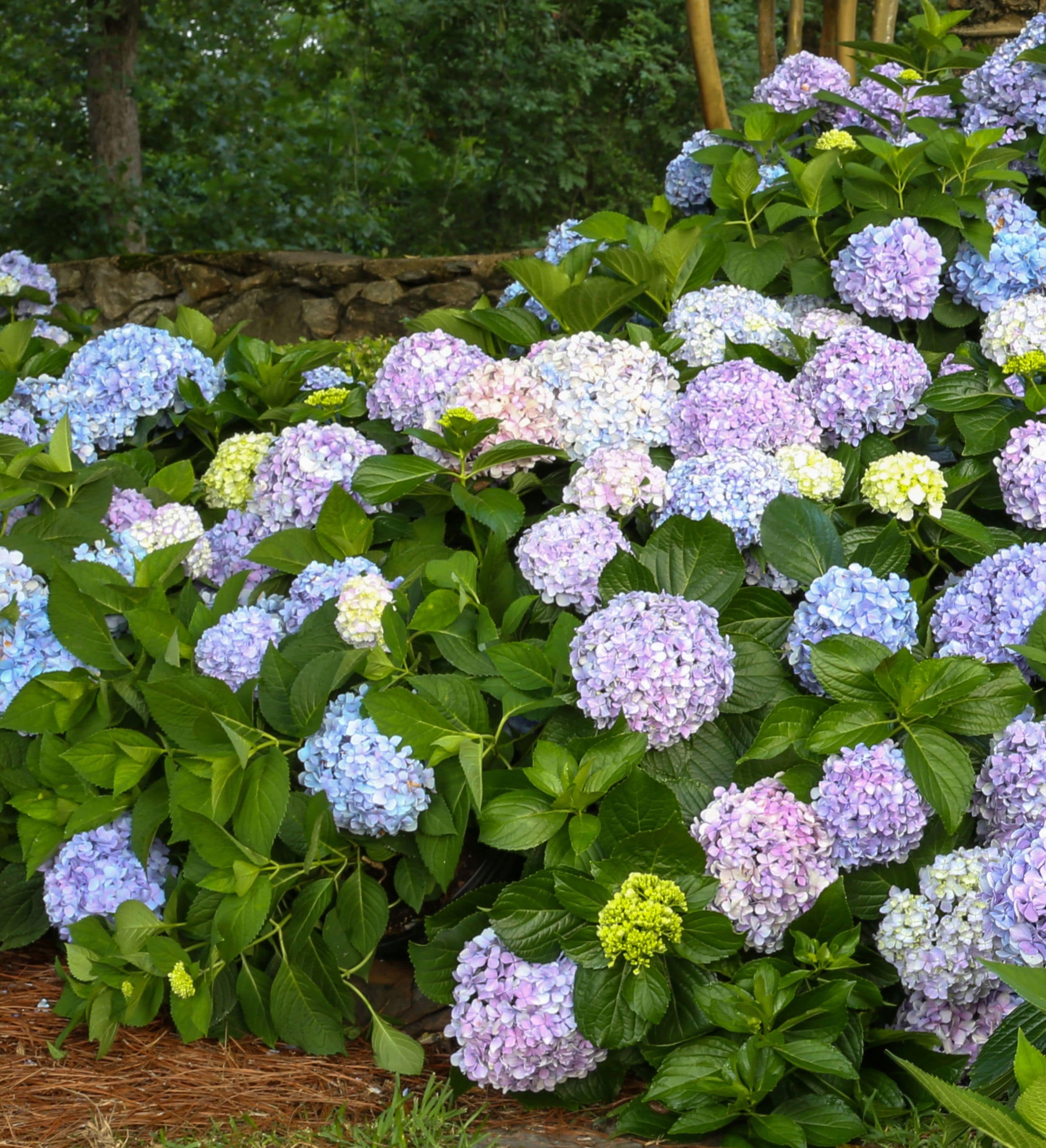 Southern Living Plant Collection 25411-1 shrubs - View #5