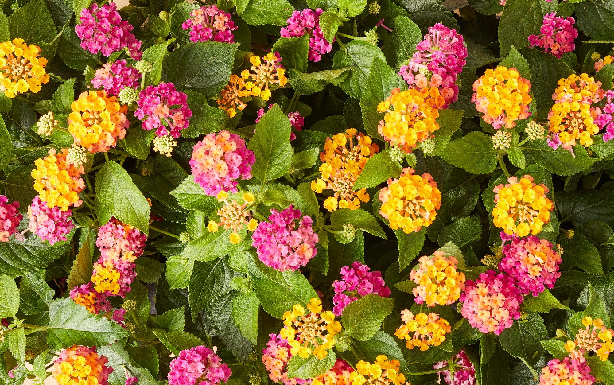 Miracle-Gro 202993 annuals - View #4