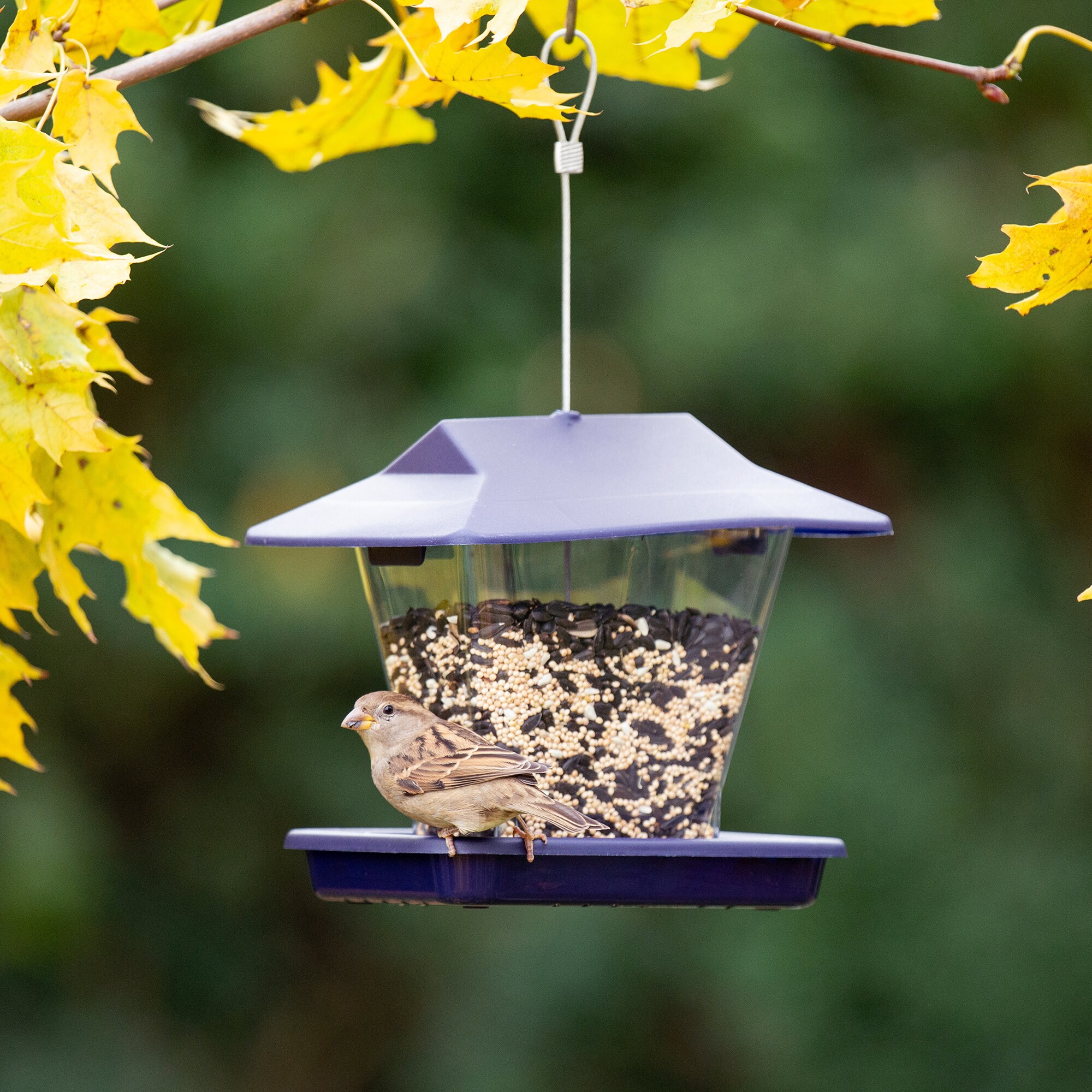 More Birds Purple Plastic Hanging Hopper Bird Feeder- 1.7-lb Capacity