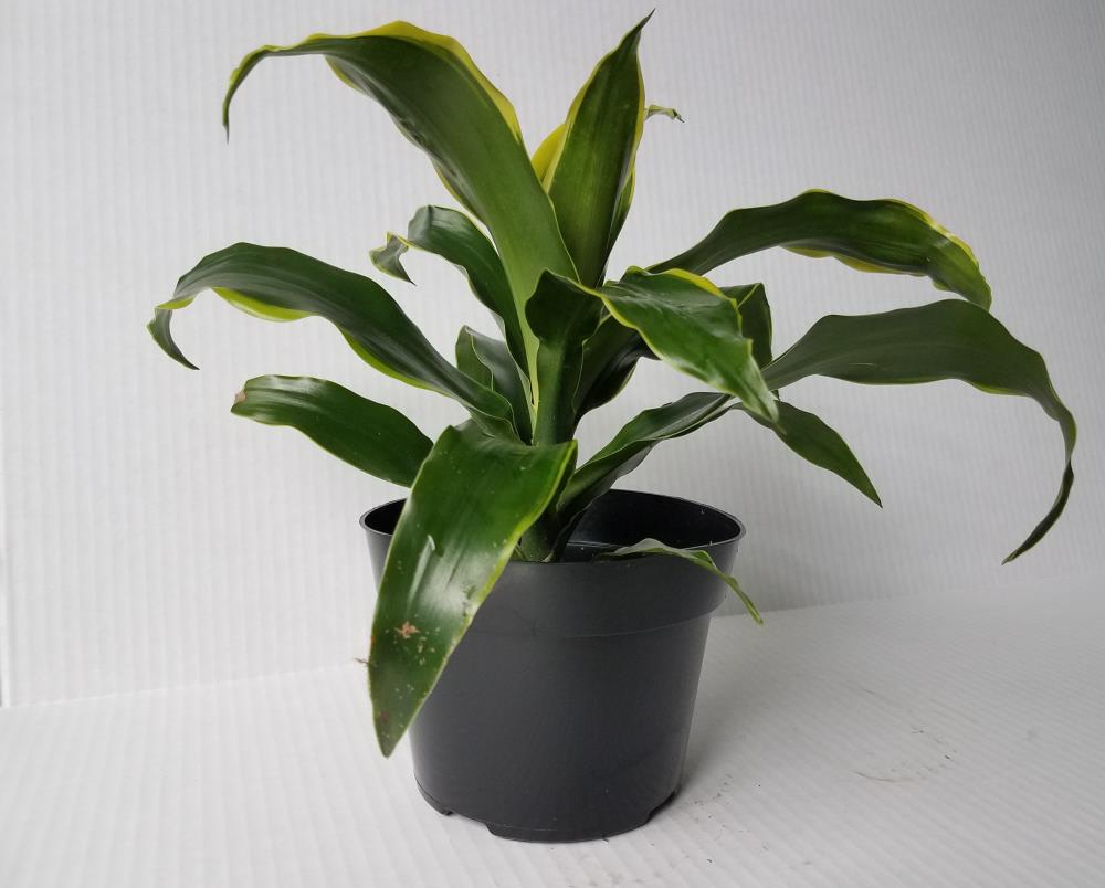 Lowe's DRACAENA ASST 6 INCH Money Tree Plant in 1.4 -Quart Pot
