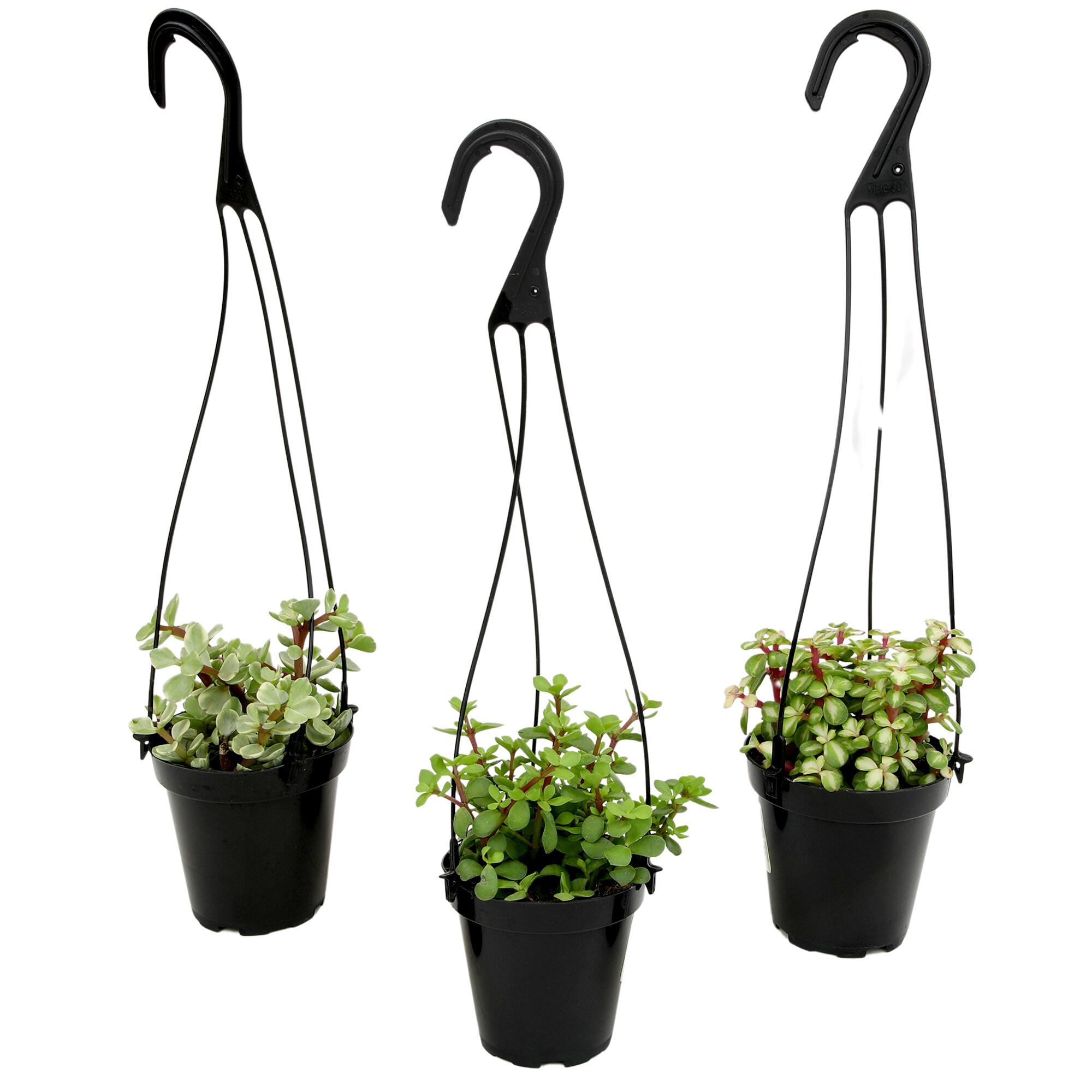 Assorted Hanging Succulent Plants in Black 3.5 Inch Pots