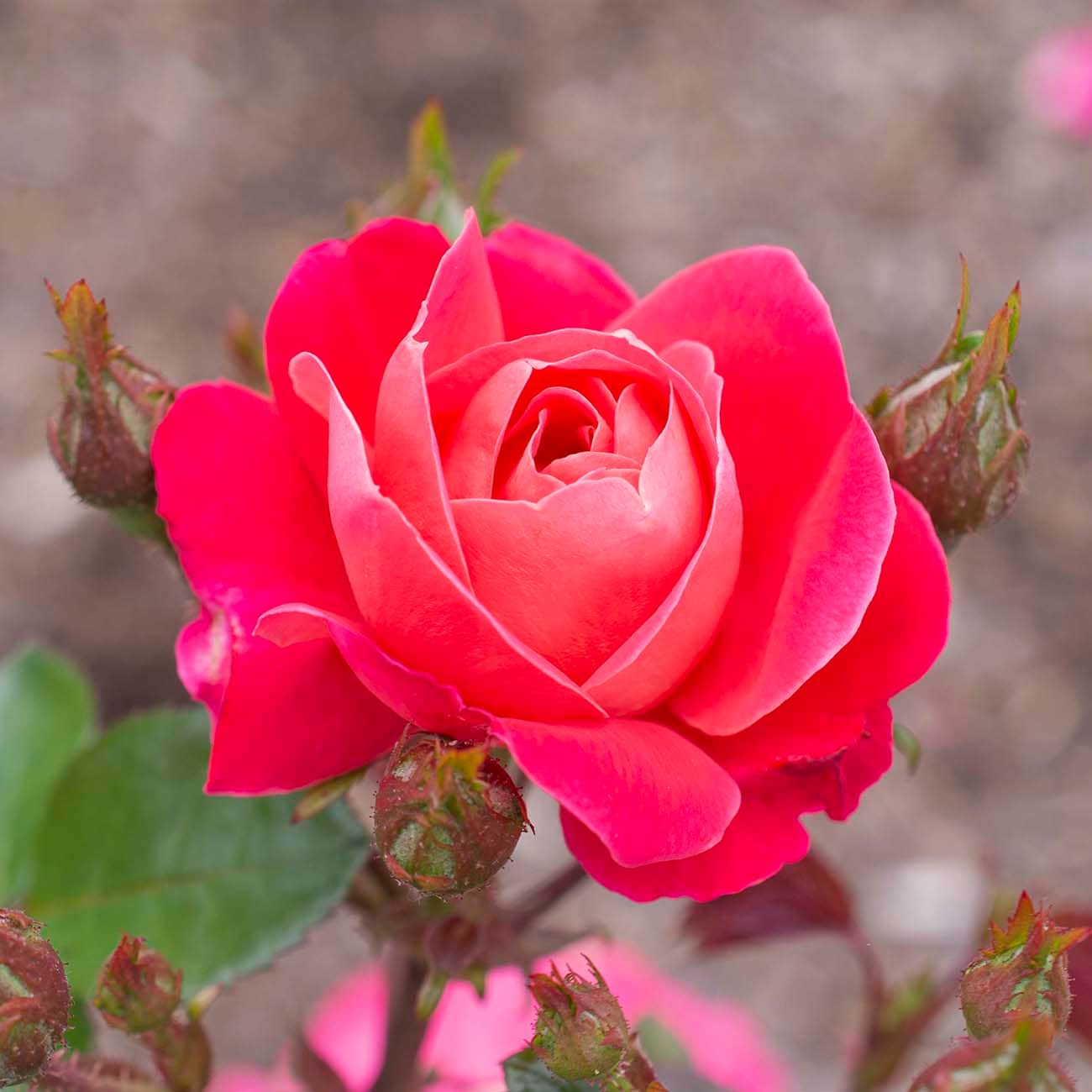 Van Zyverden 84602 roses - View #6