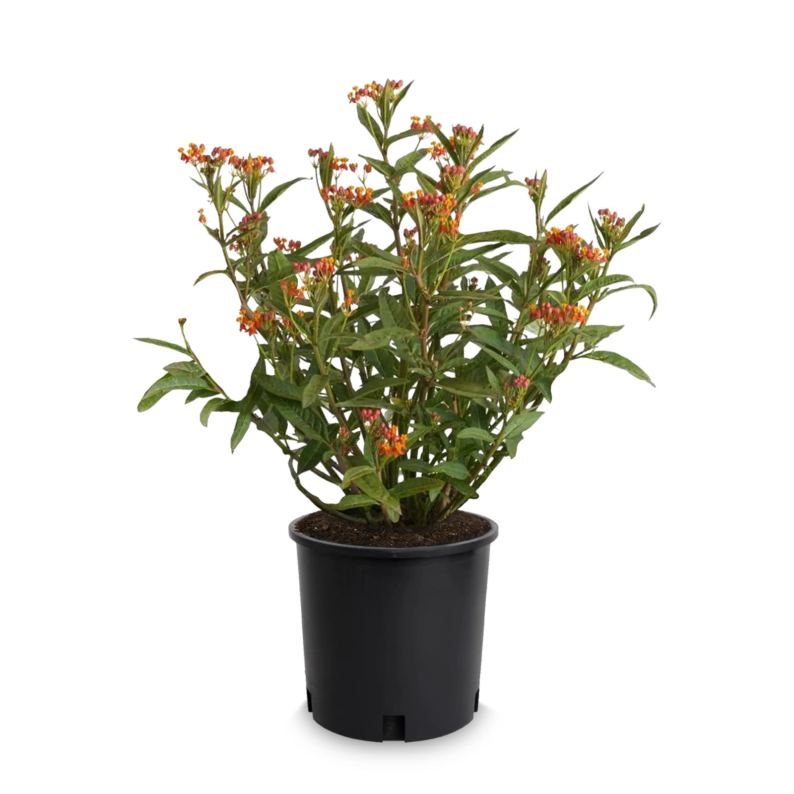 Lowe's NURSERY Multicolor Butterfly Weed Plant in 1 -Gallon Pot 1 -Pack