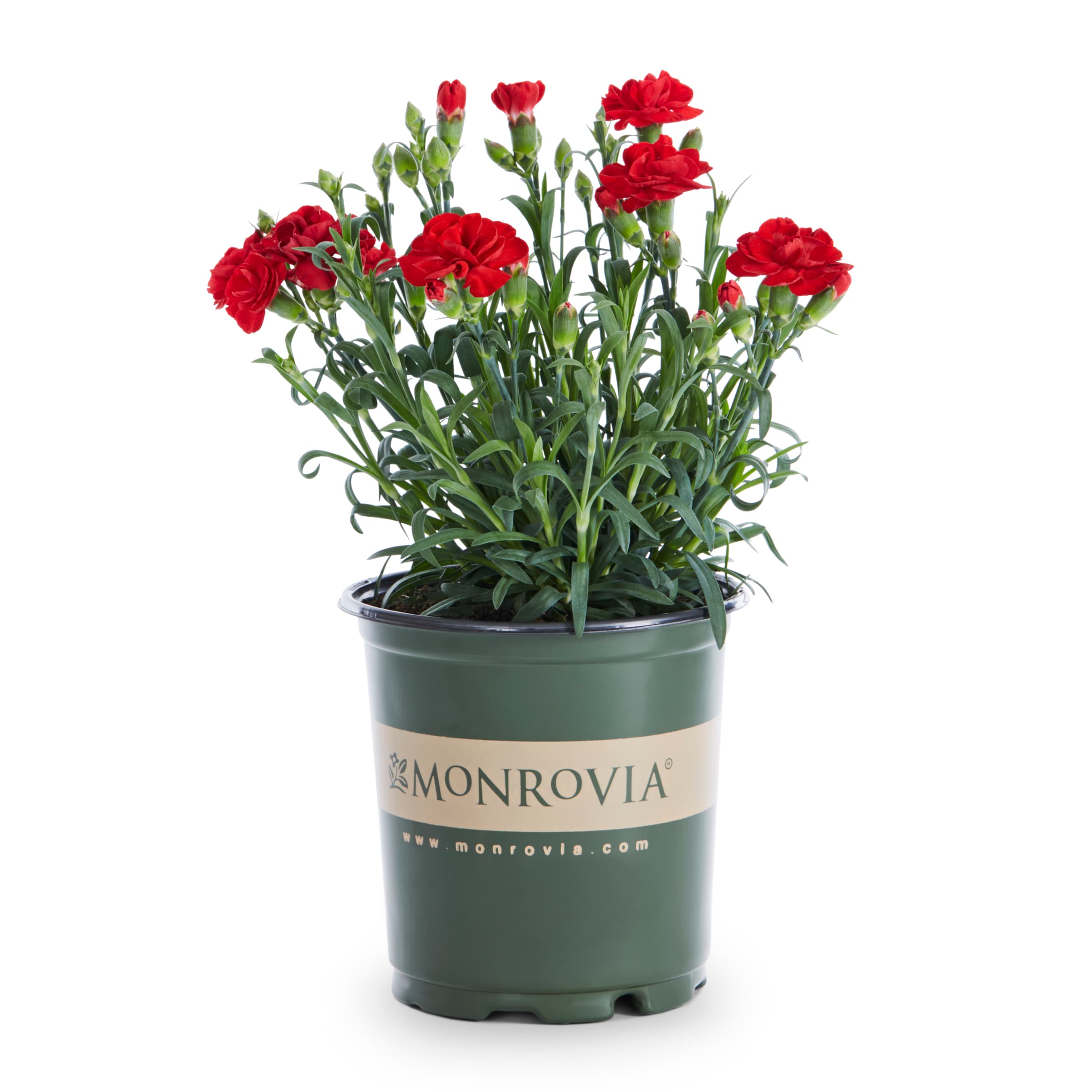 Monrovia NURSERY Multicolor Supertrouper Scarlet Red Dianthus Plant in 2.5-Quart