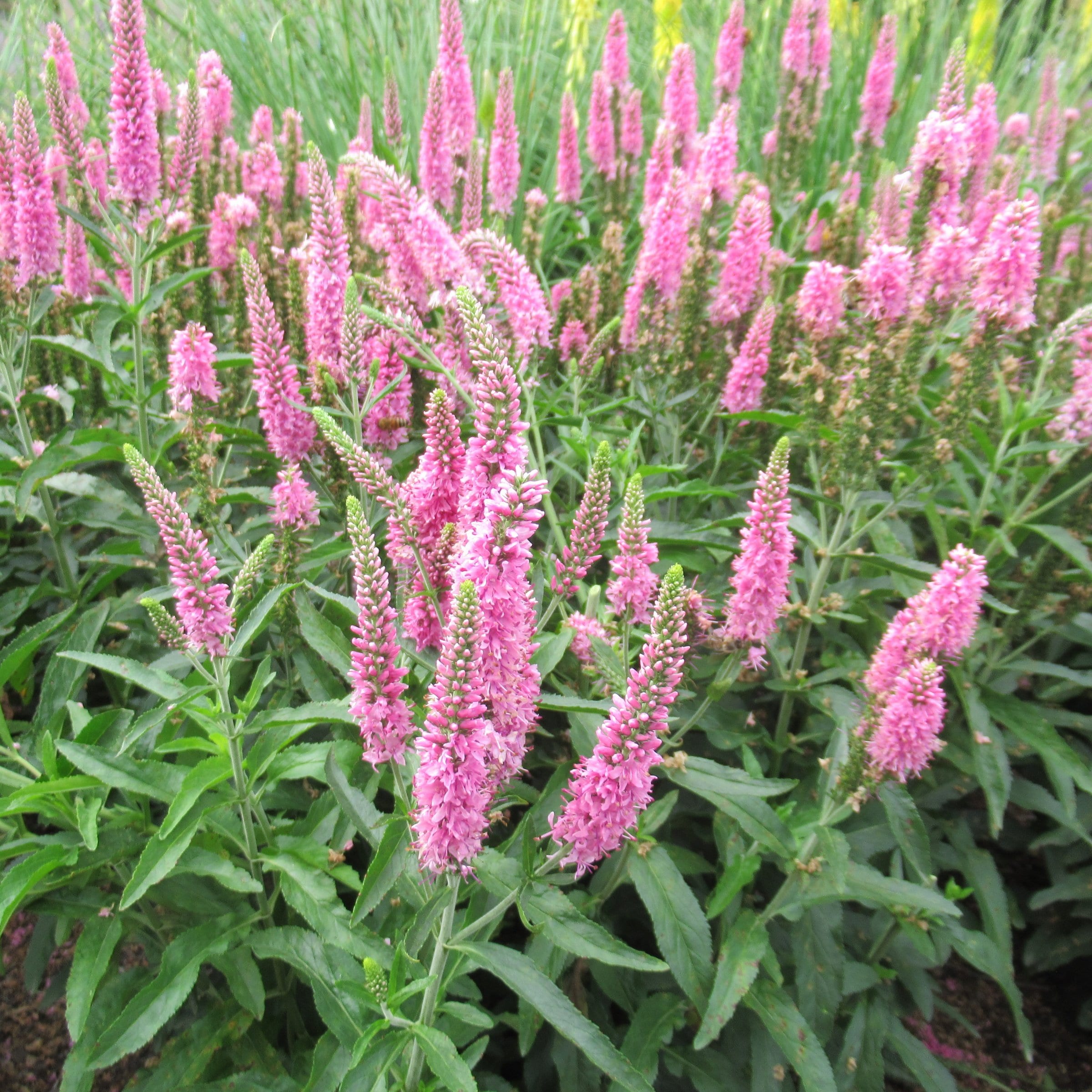 National Plant Network LW2209 perennials - View #3