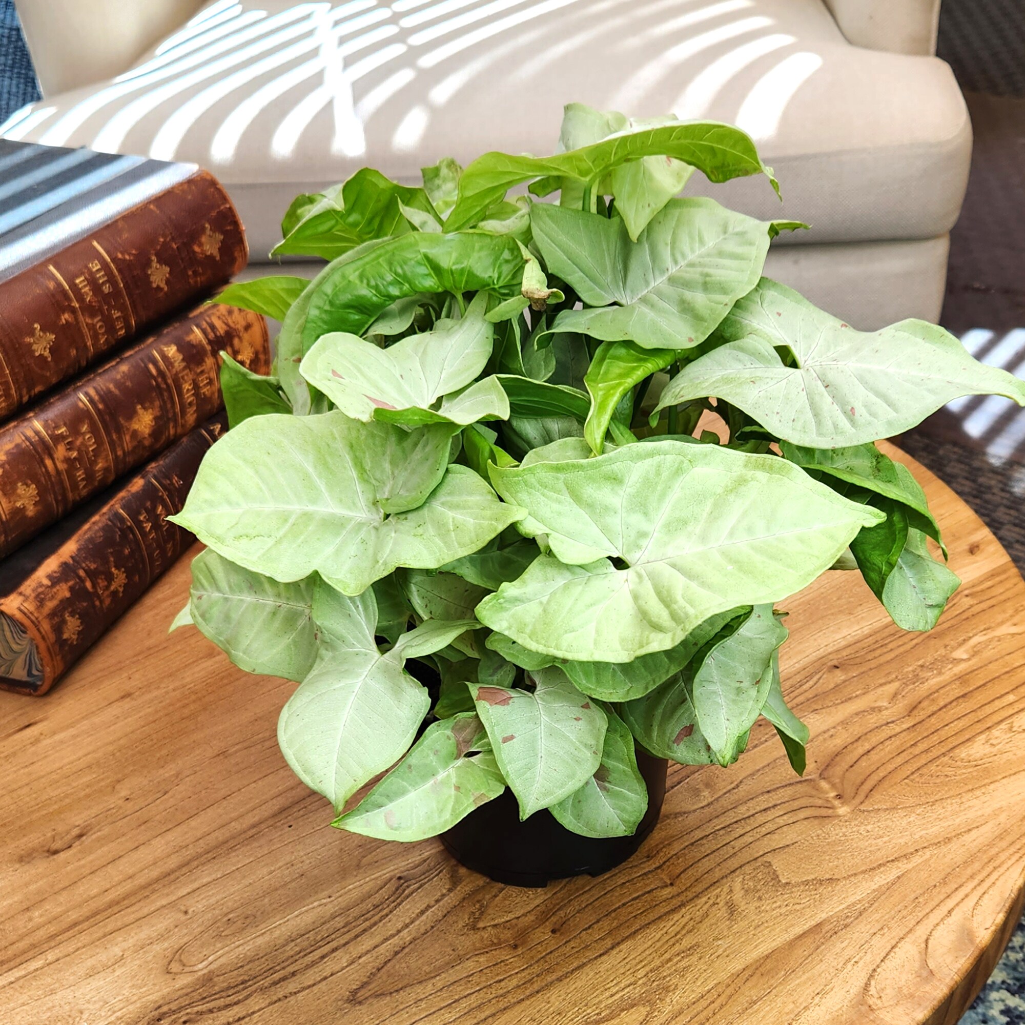 Altman Plants 0881596 hseplants - View #4