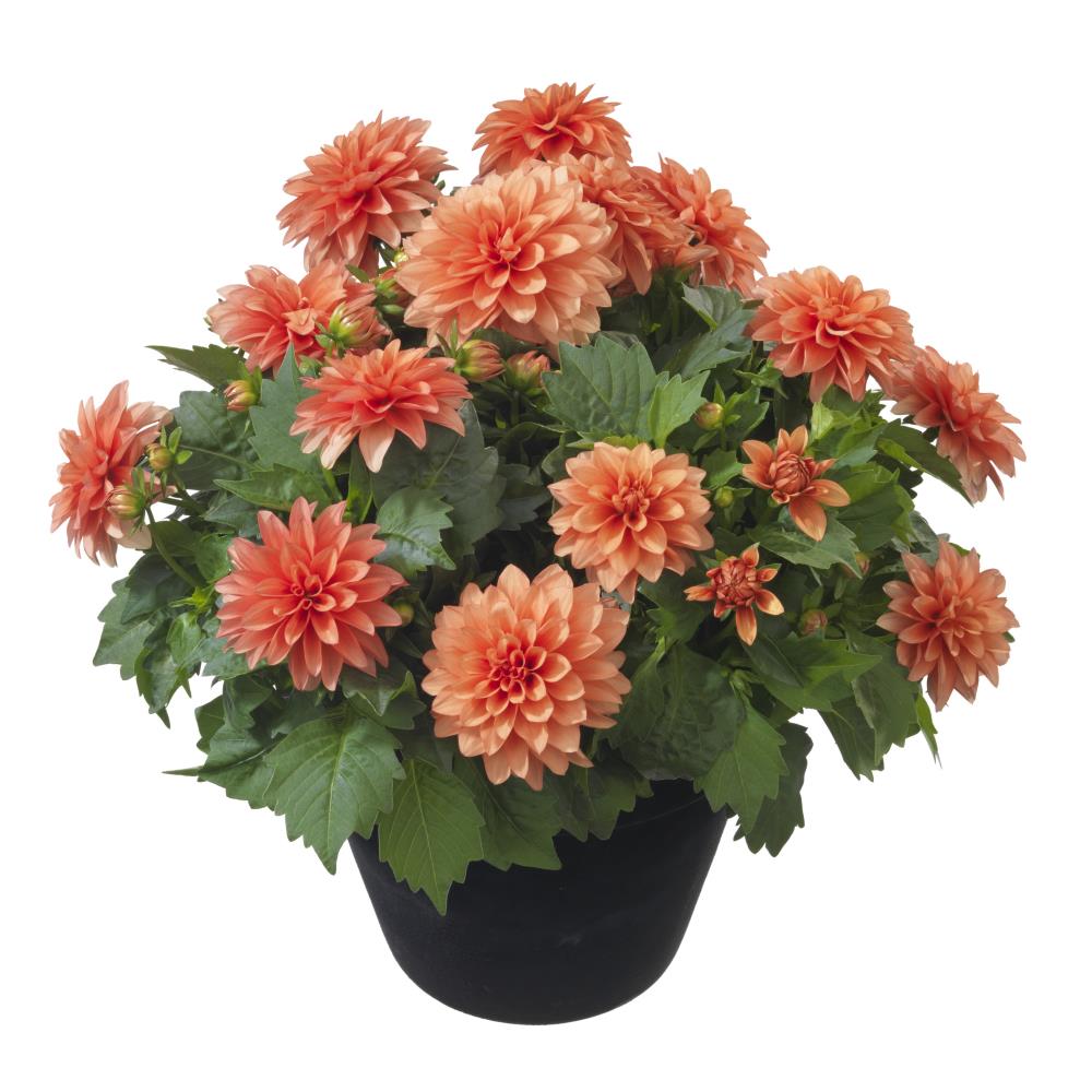 Lowe's 3936013 Multicolor Dahlia Plant in 1.5 -Gallon Pot