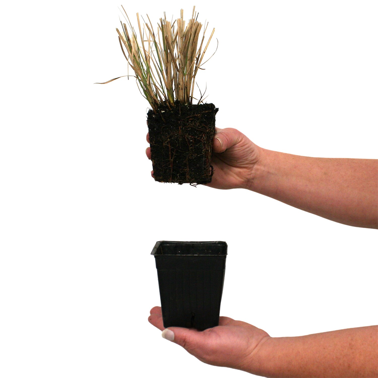 Van Zyverden 84594 Plant-Bulbs - View #8