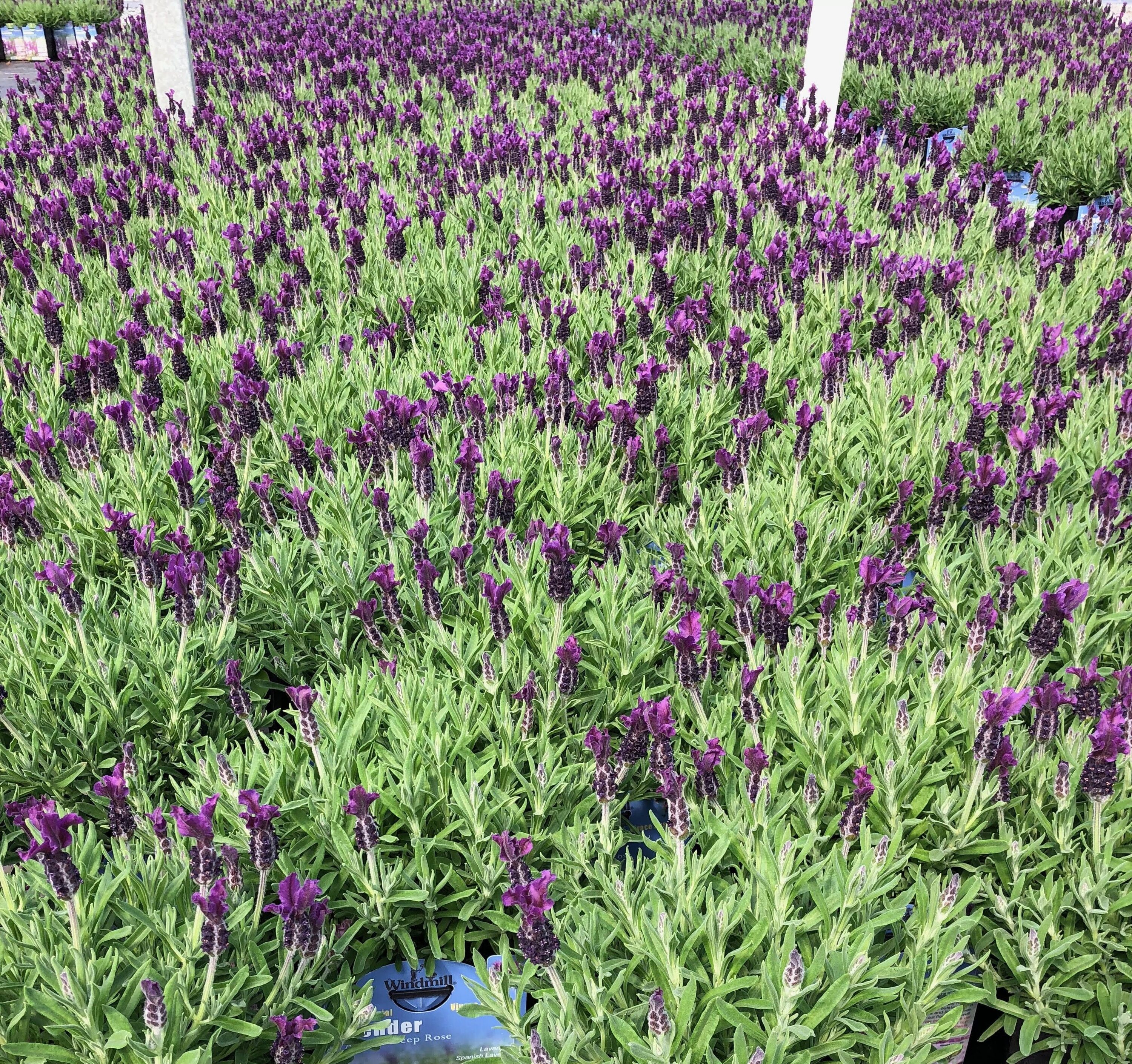 Windmill CP-325-LO perennials - View #4