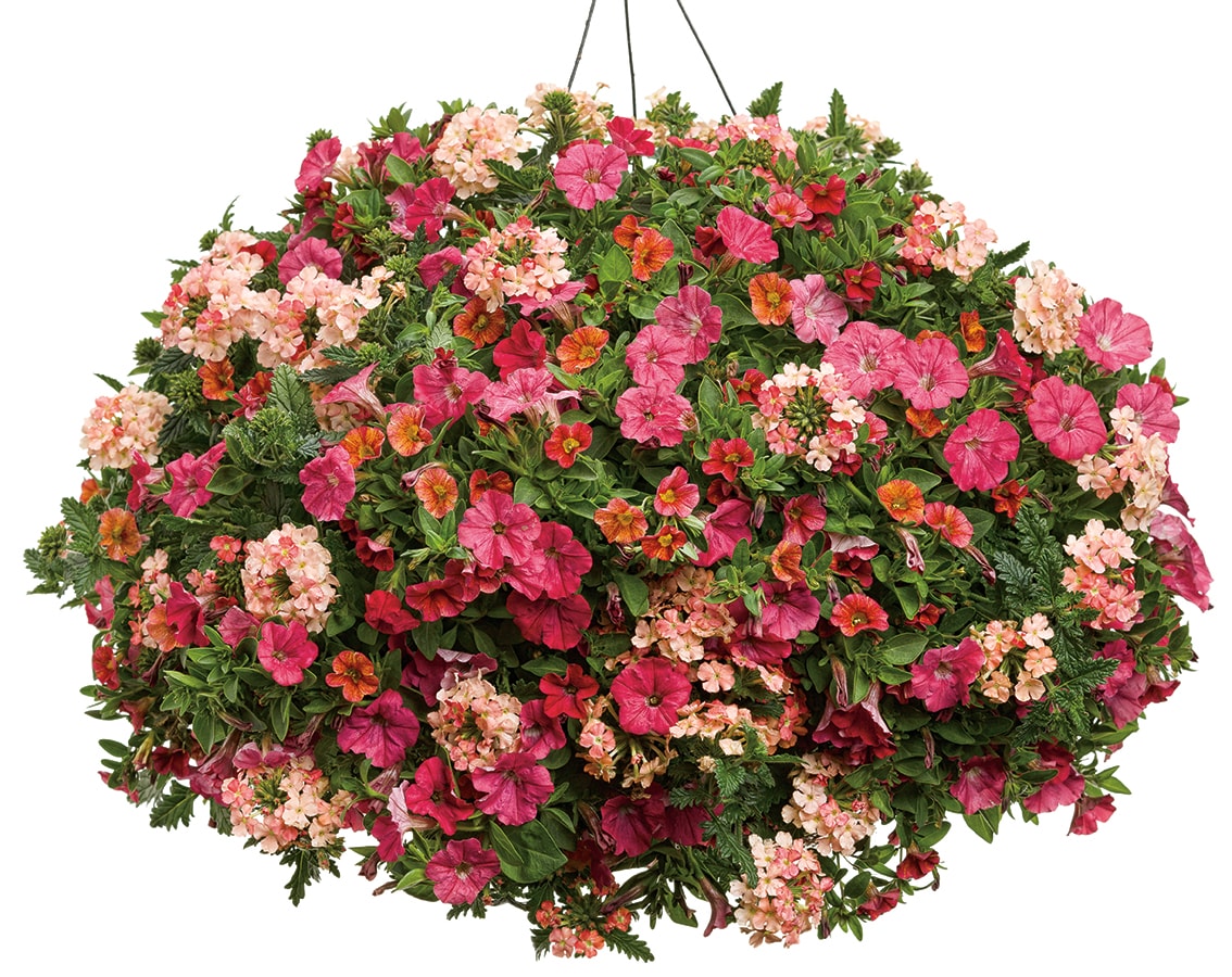 Lowe's Multicolor Combo In 3-gallon (s) Hanging Basket In The Annuals 