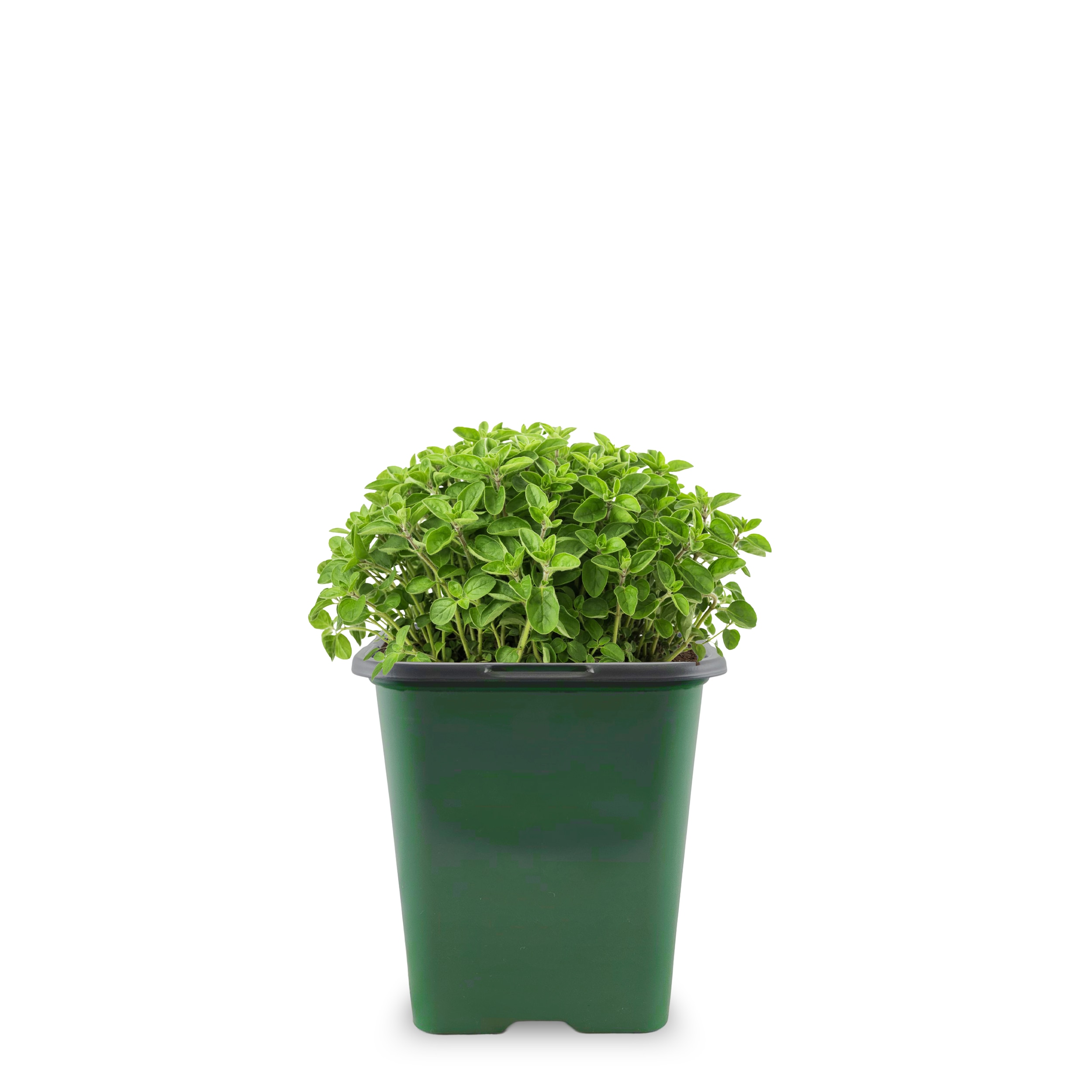 Ferry-Morse 1.31 Quarts Greek Oregano Plant 1 -Pack