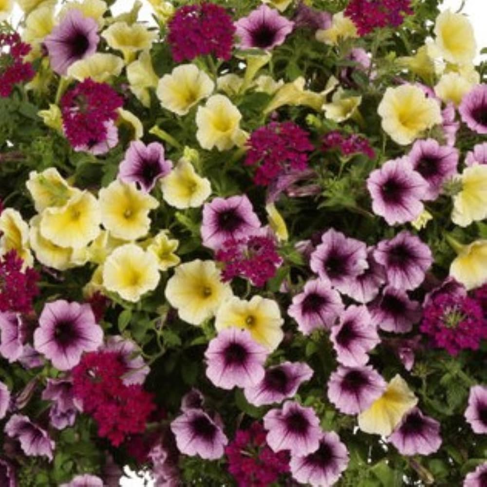 Proven Winner NURSERY annuals - View #3