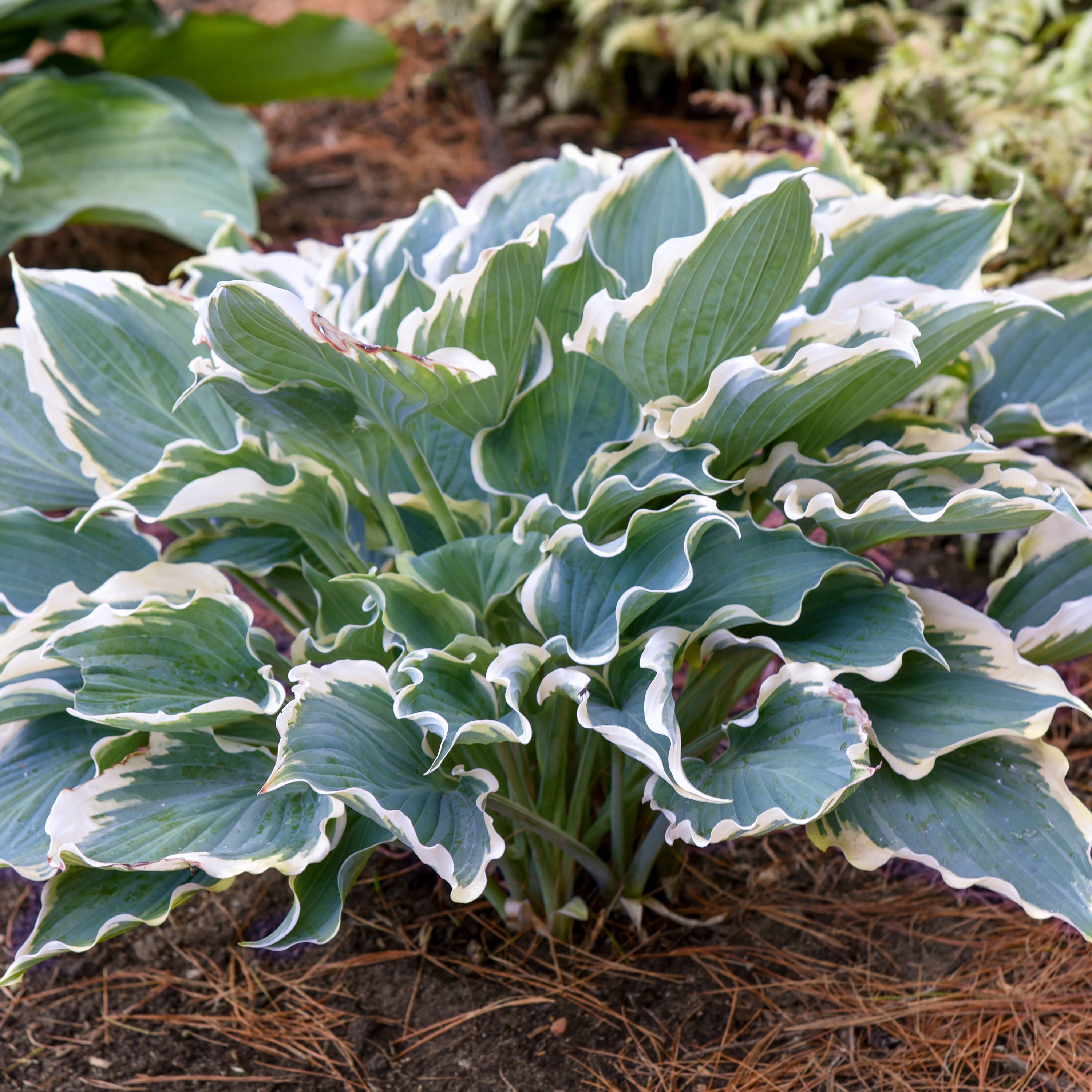 Proven Winners HOSPWP2126102 White Shadowland 'Hope Springs Eternal' Hosta Plant in 1 -Gallon Pot