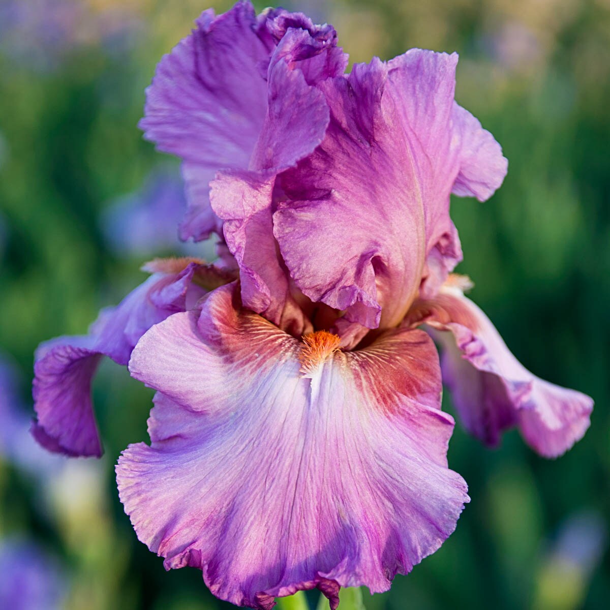 Breck's Blue Victoria Falls Reblooming Iris Perennial Plant in 1-Pack  Bareroot in the Perennials department at