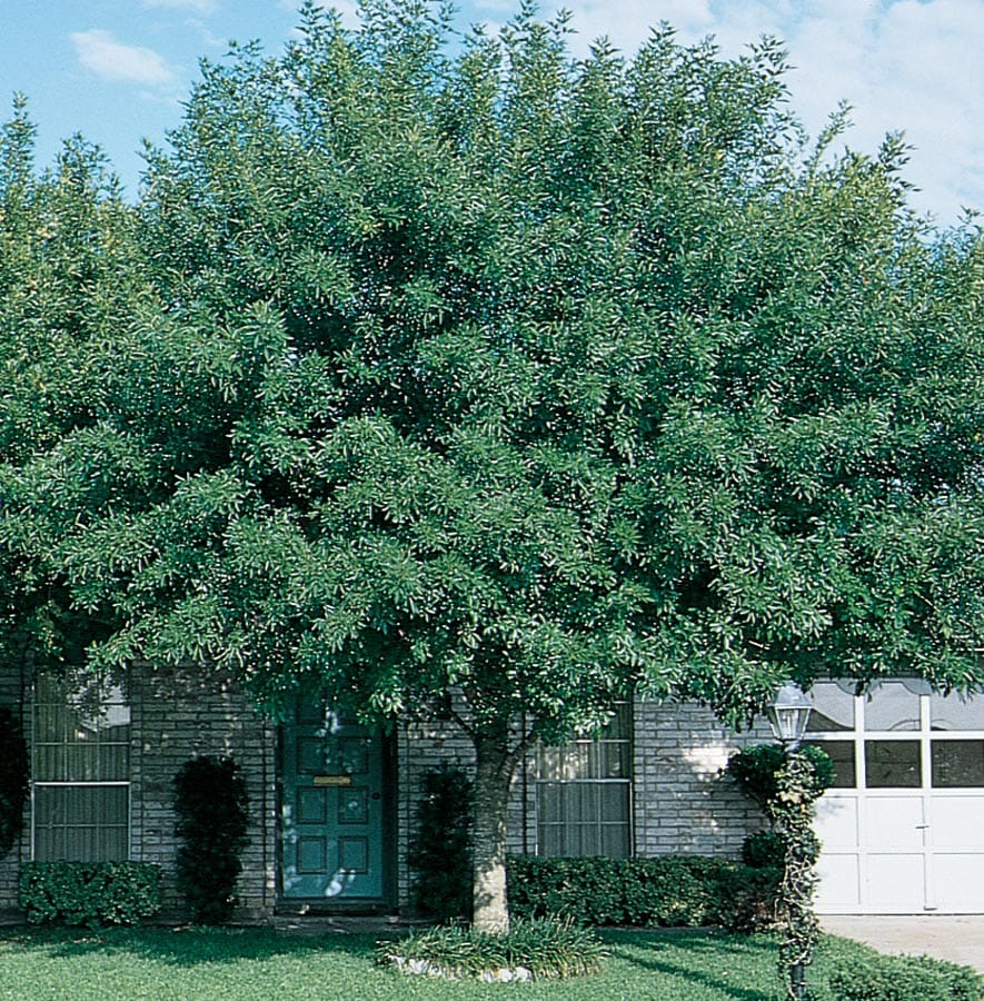 13.35-Gallon White Arizona Ash Shade in Pot (With Soil) (L3496) in the ...