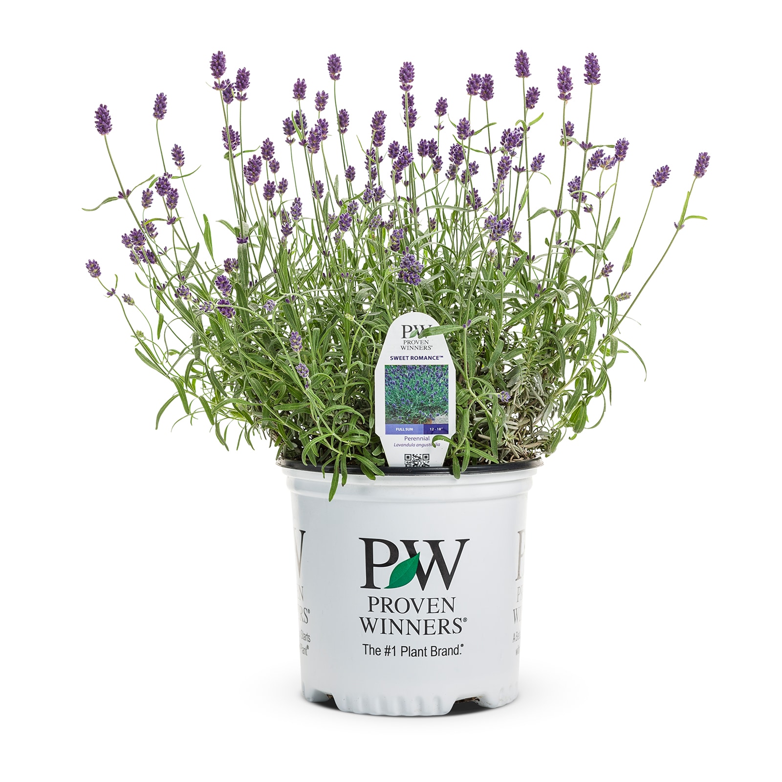 Lowe's 5213861 Purple Sweet Romance English Lavender Plant in 2 -Quart Pot 1 -Pack