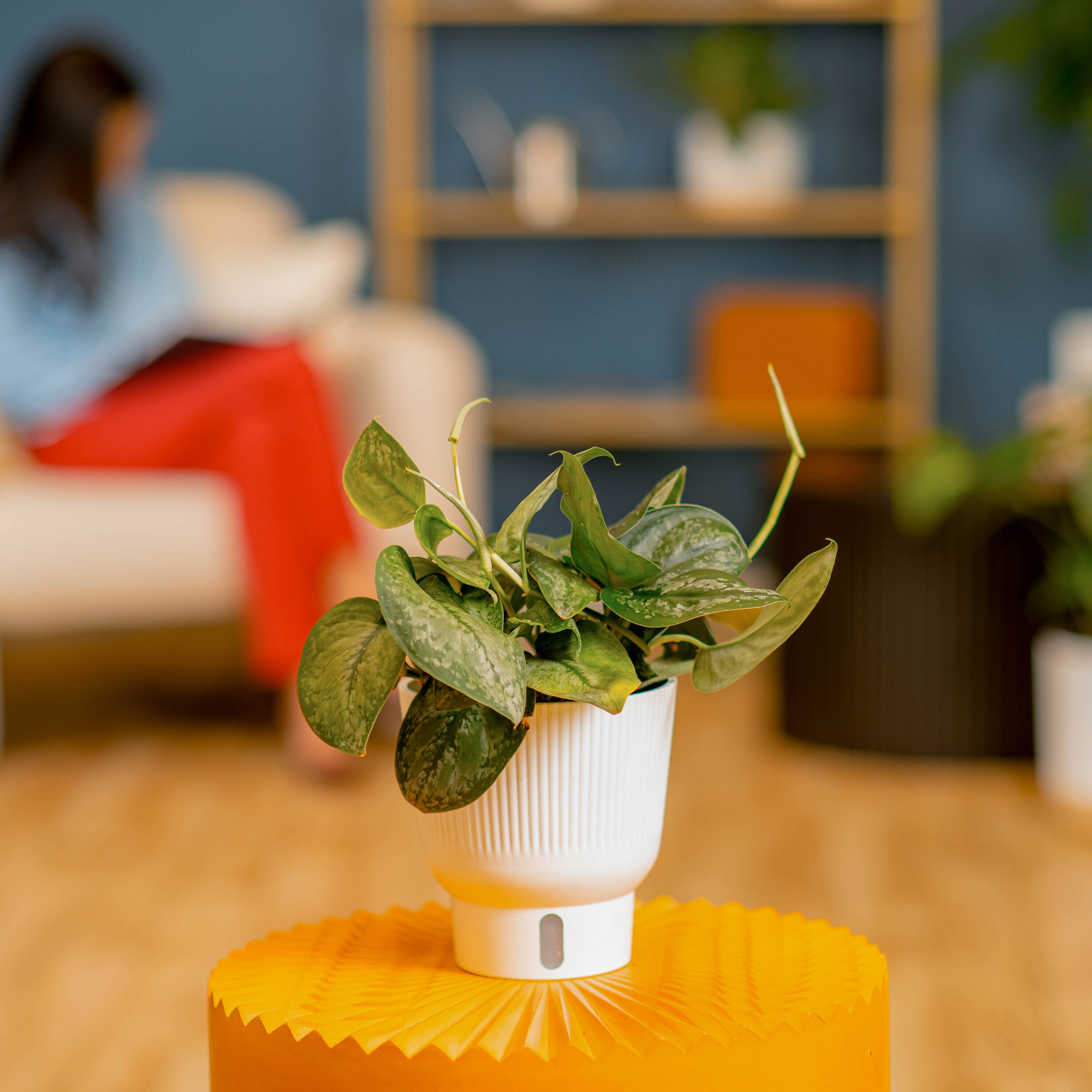 Costa Farms 5991768 hseplants - View #4