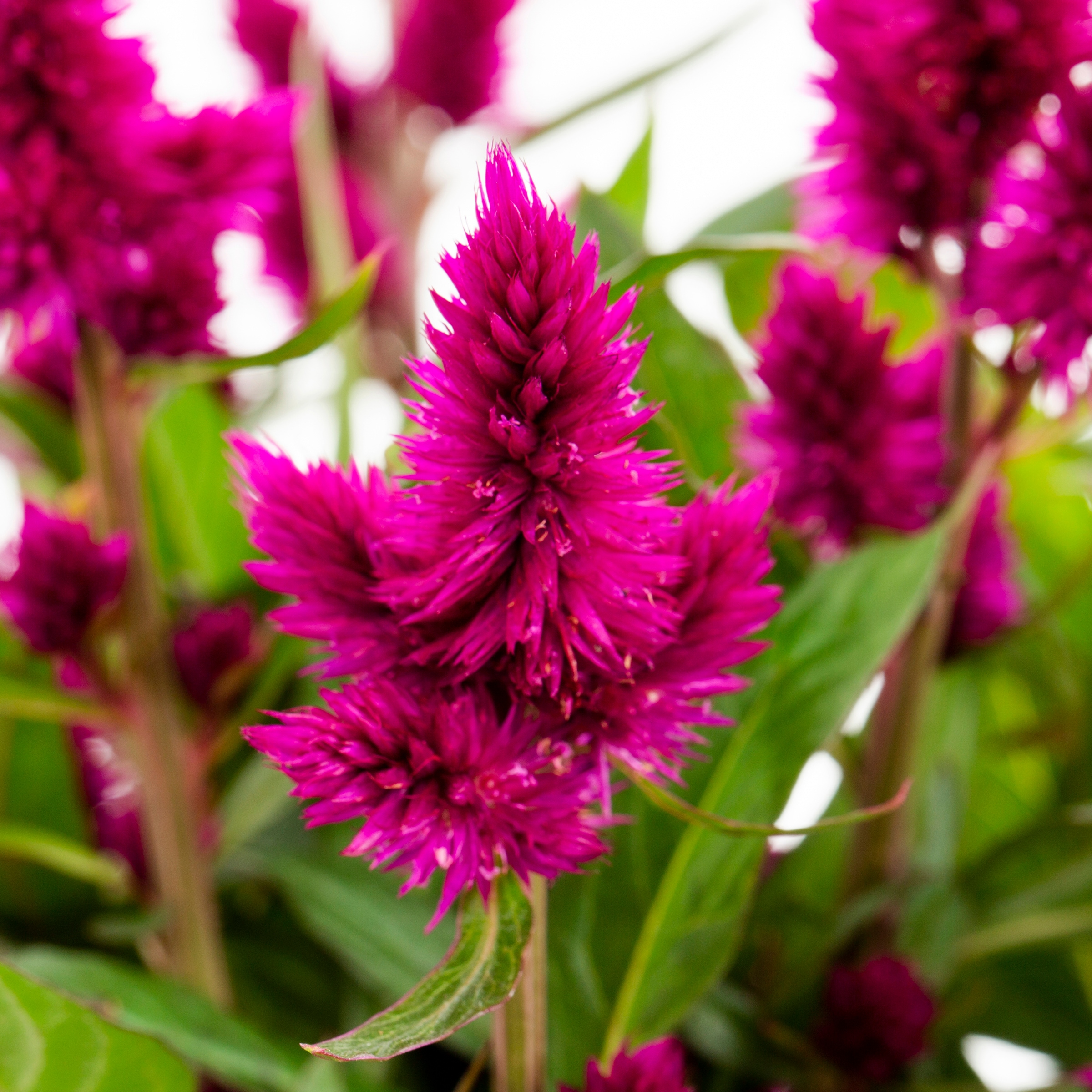 purple cone shaped flowers