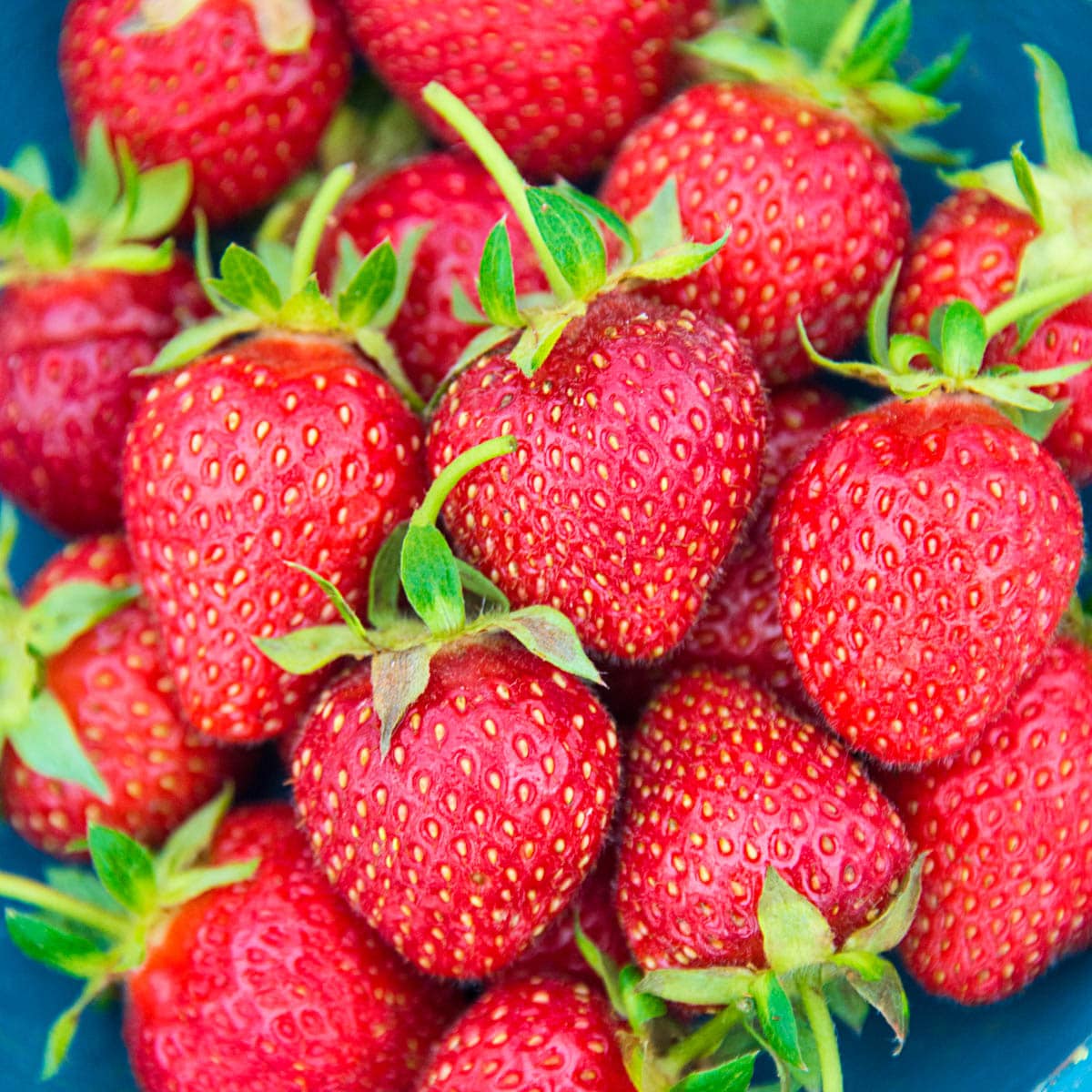 Gurney's Seed and Nursery 07775 25 -Pack Strawberry Plant in Bareroot Spring