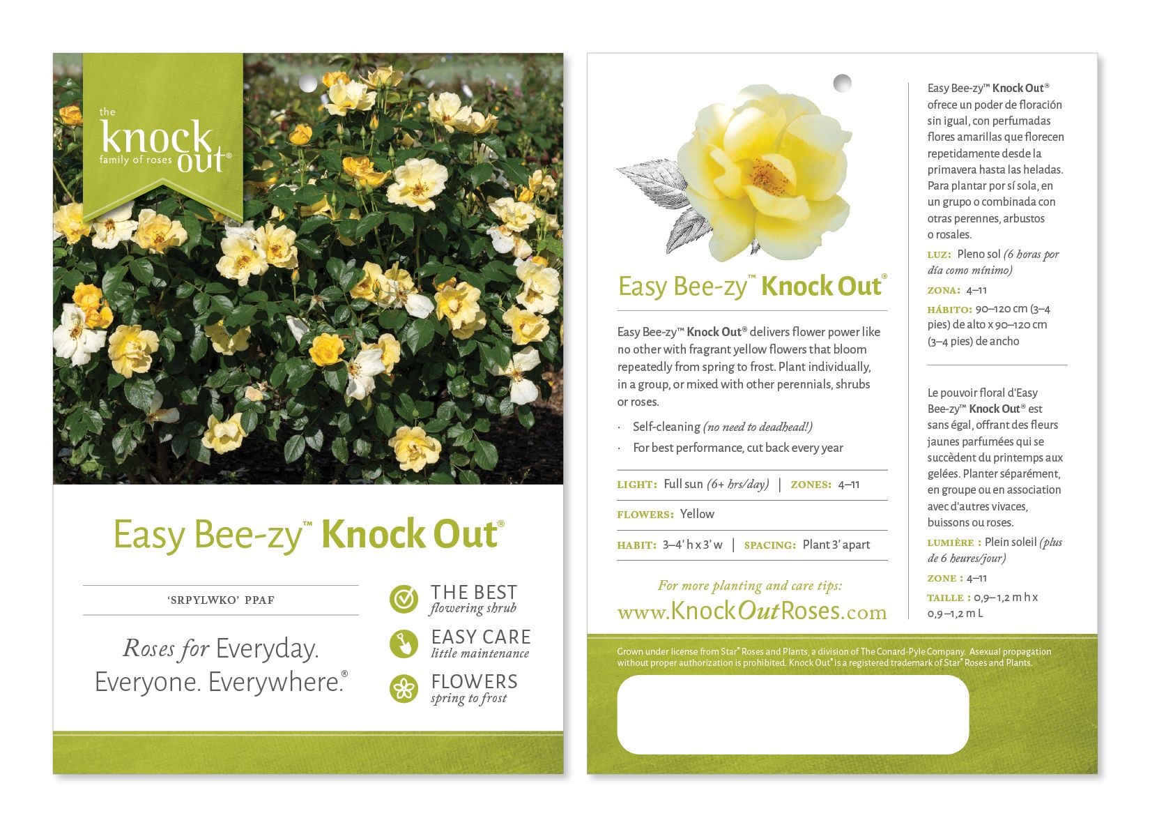 Knockout Roses O80023K roses - View #4