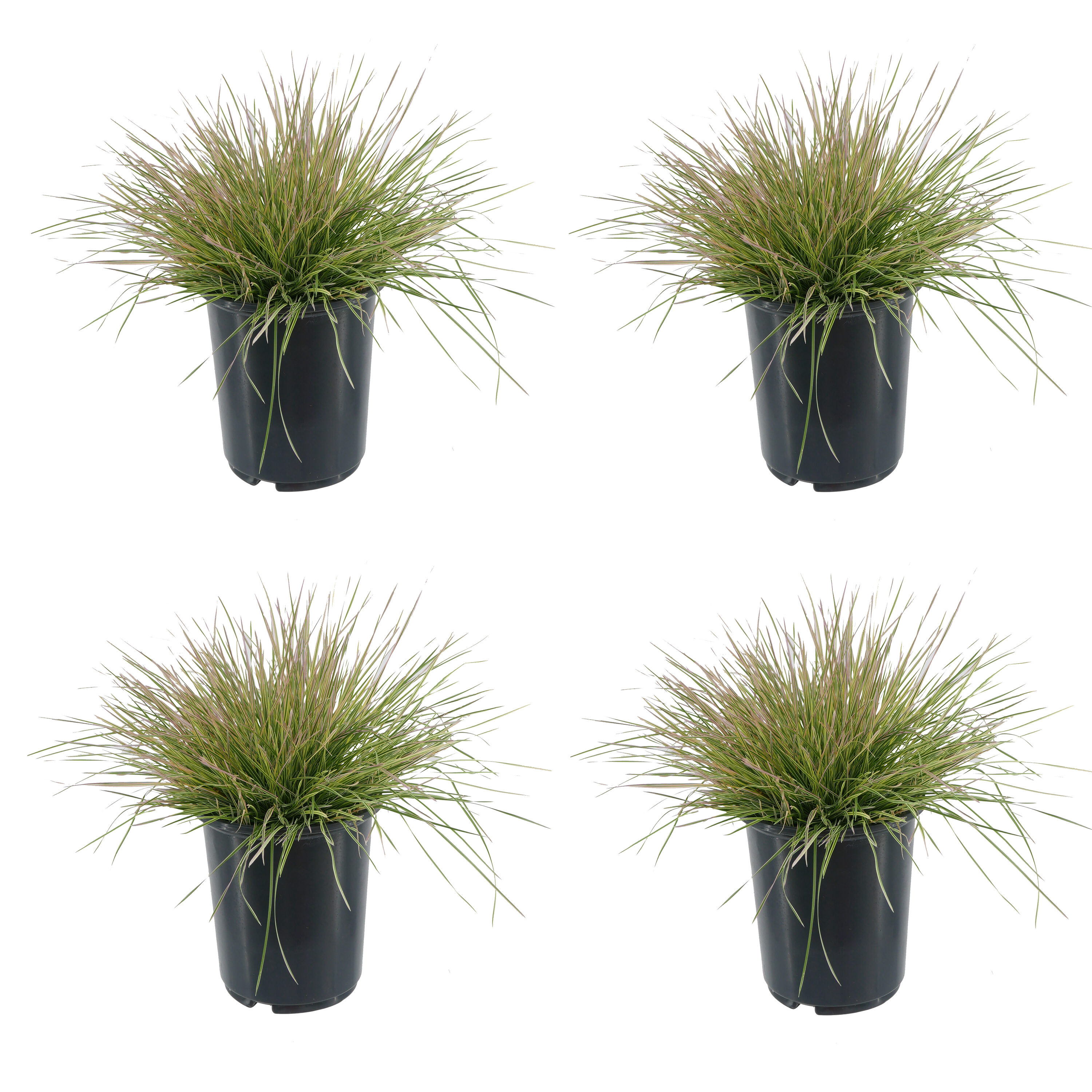 1458 Deschampsia Grass Plant in -Quart Pot 4.0 -Pack